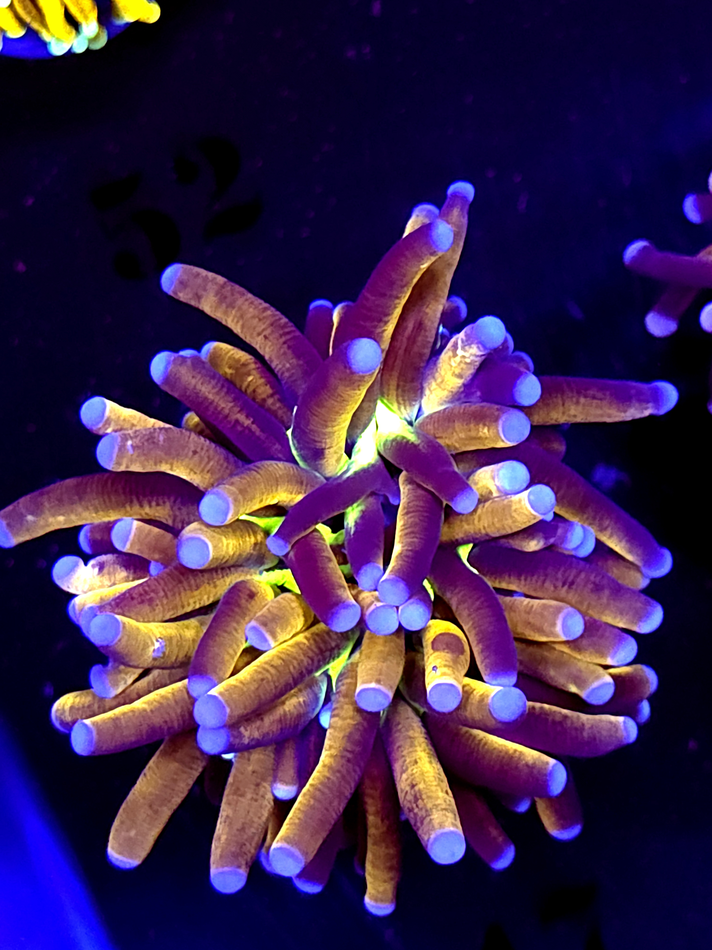 SBB " GhostBusters" Torch