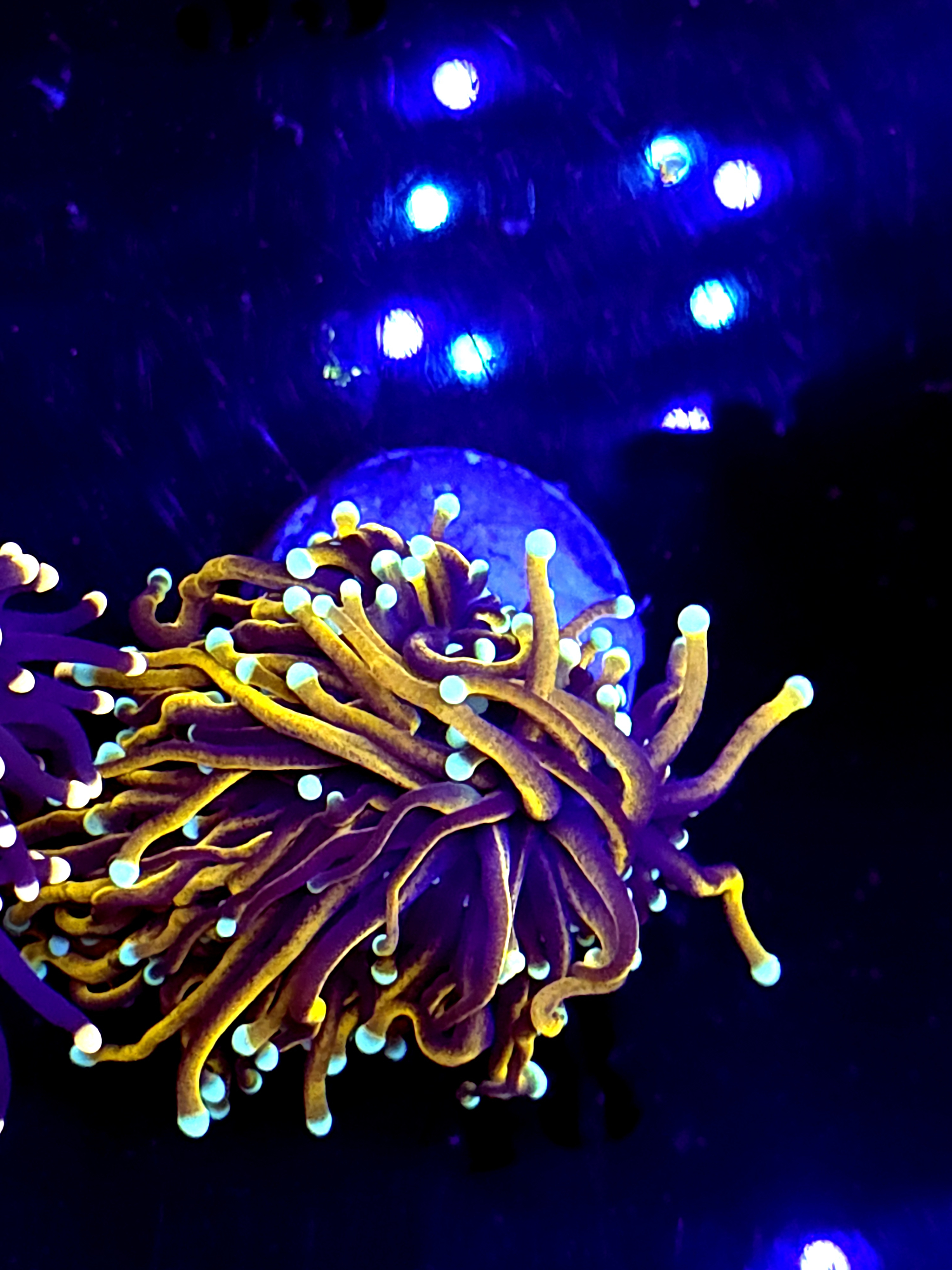 SBB " Dr Strange" Torch