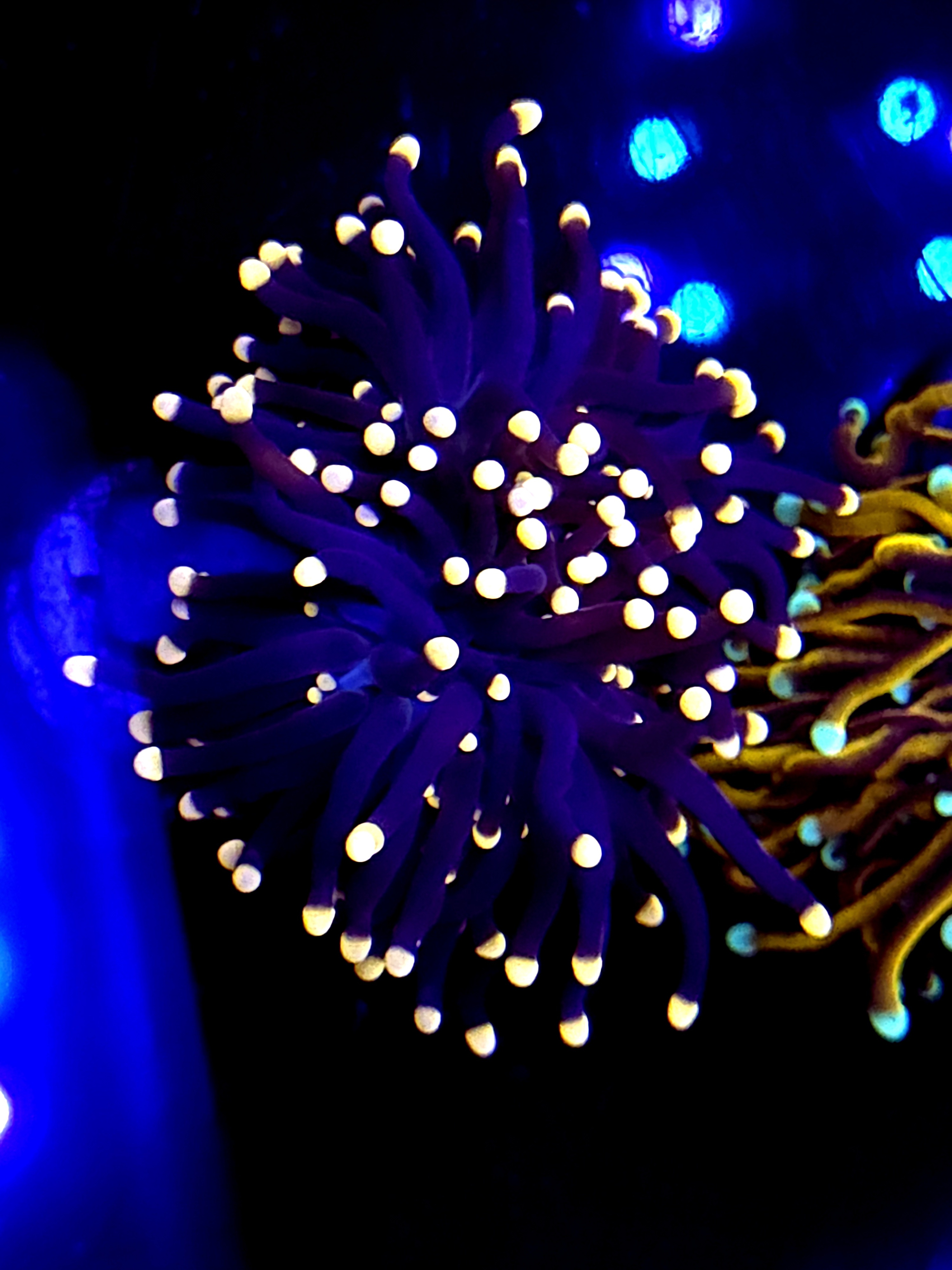 SBB " Black Panther" Torch