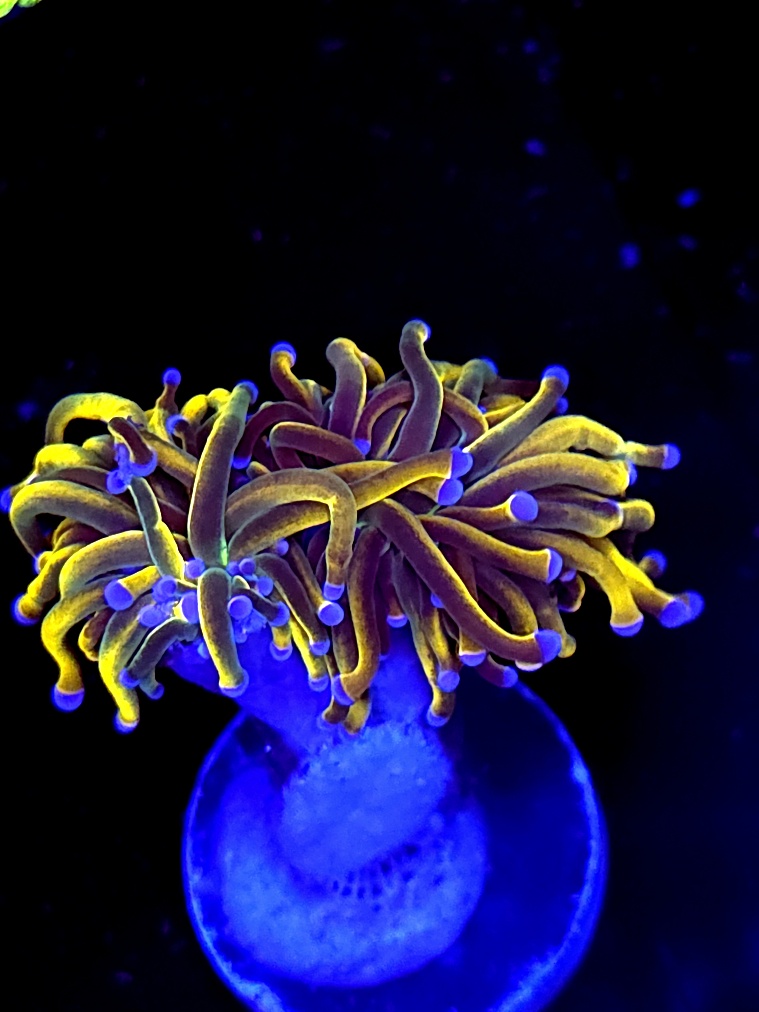 SBB " Gold Pool" Torch