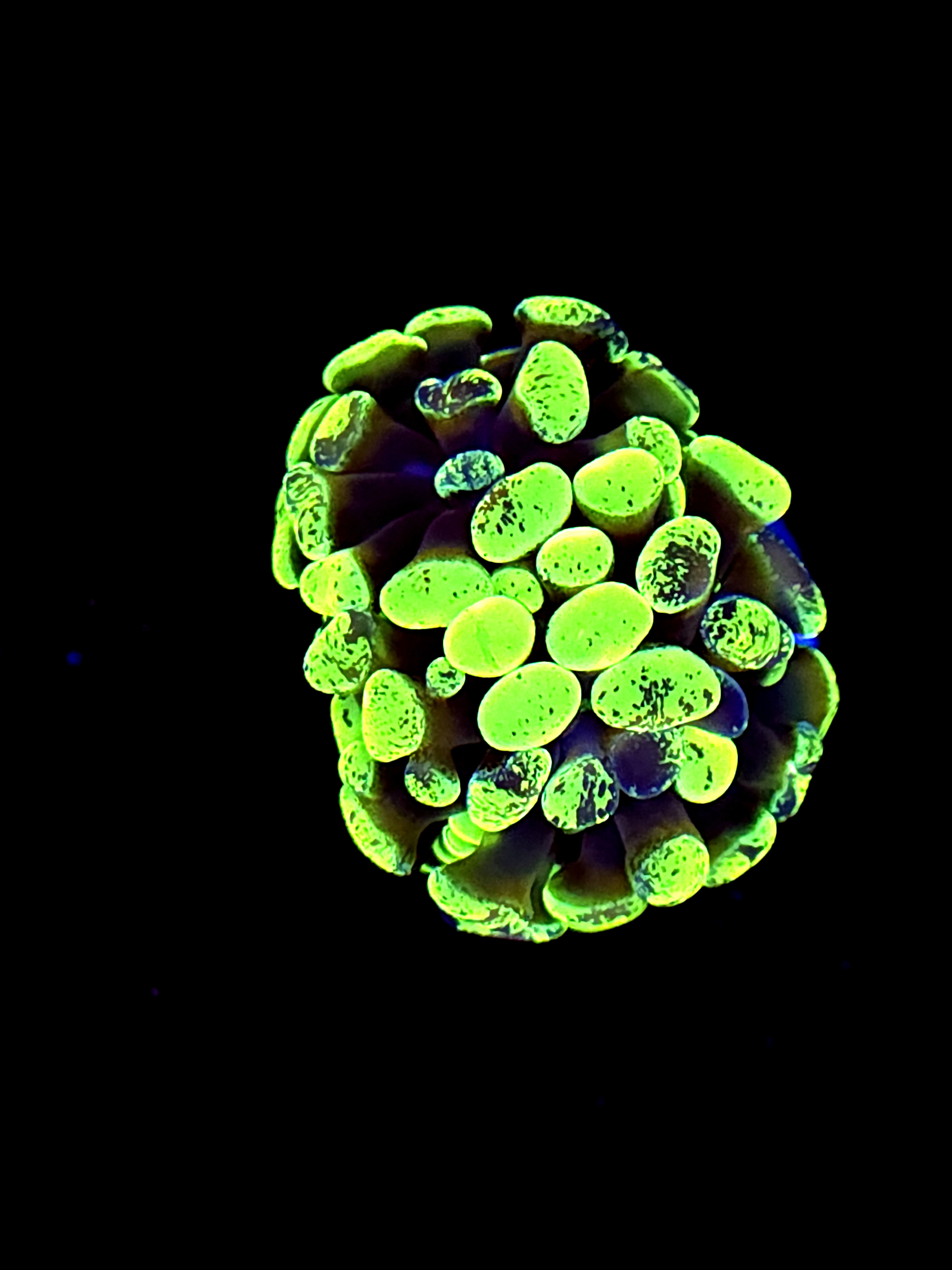 SBB " Green Marble" Hammer