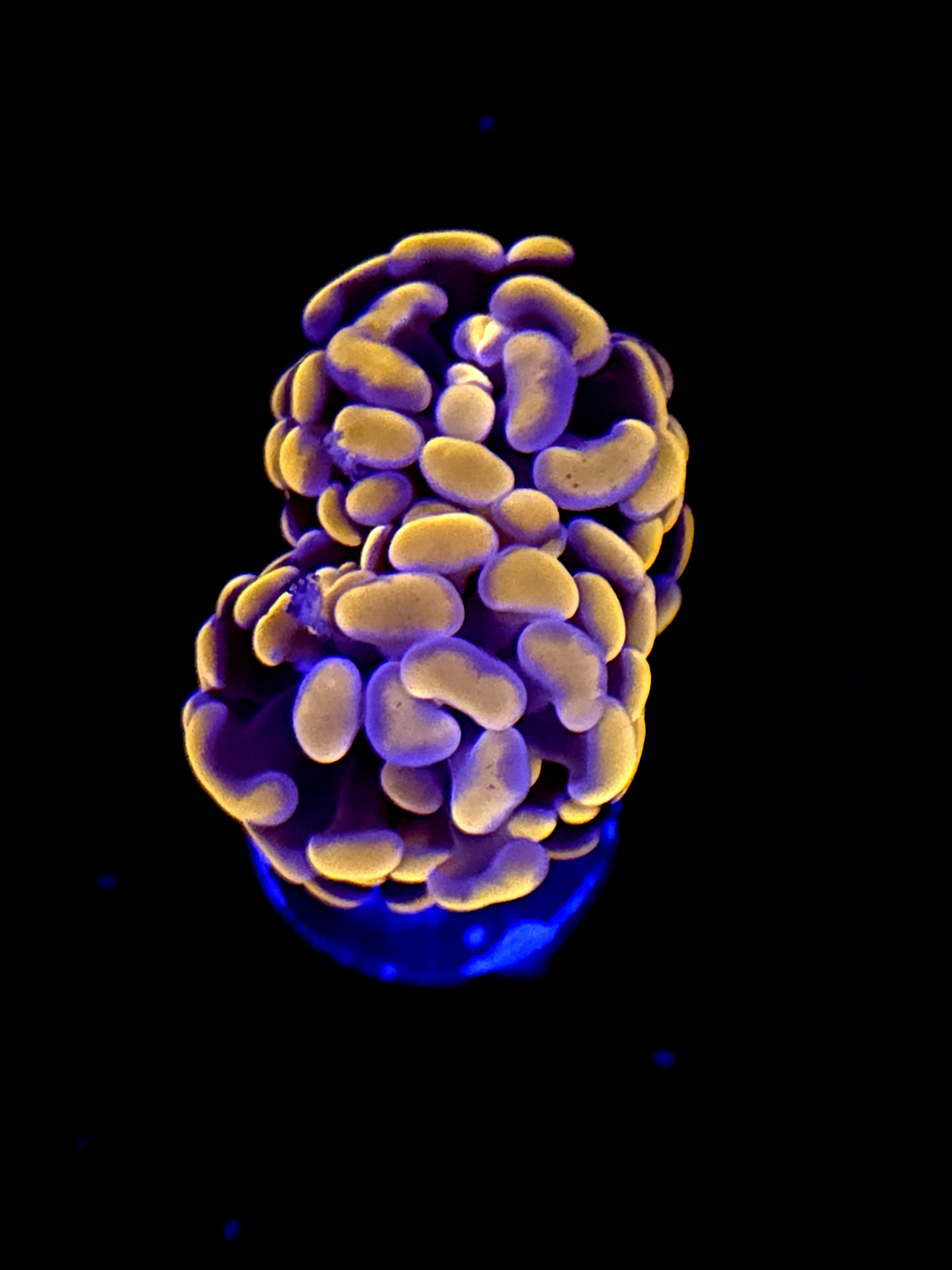 SBB Orange Indo Hammer