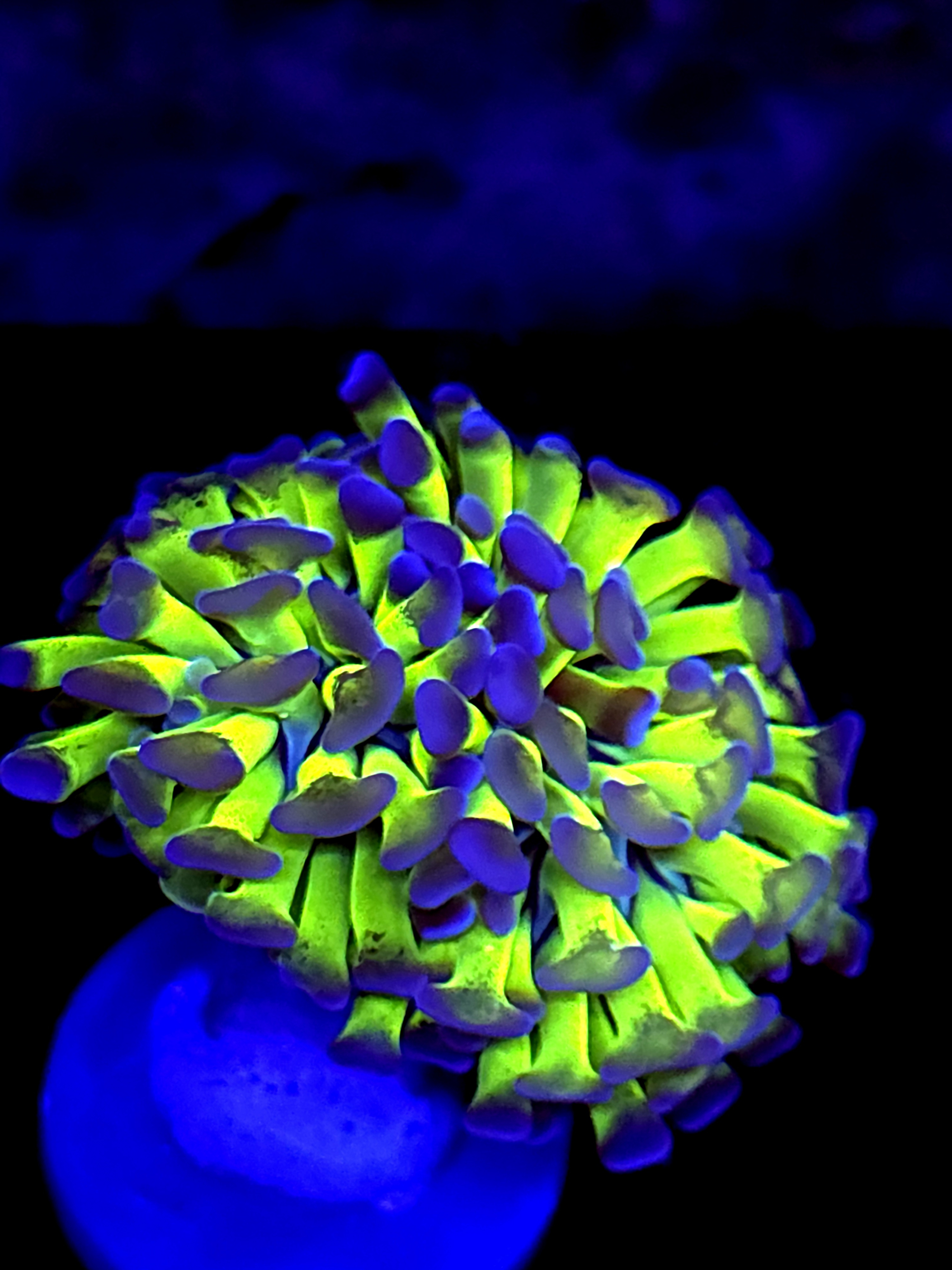 SBB Green Stem Blue tip Hammer