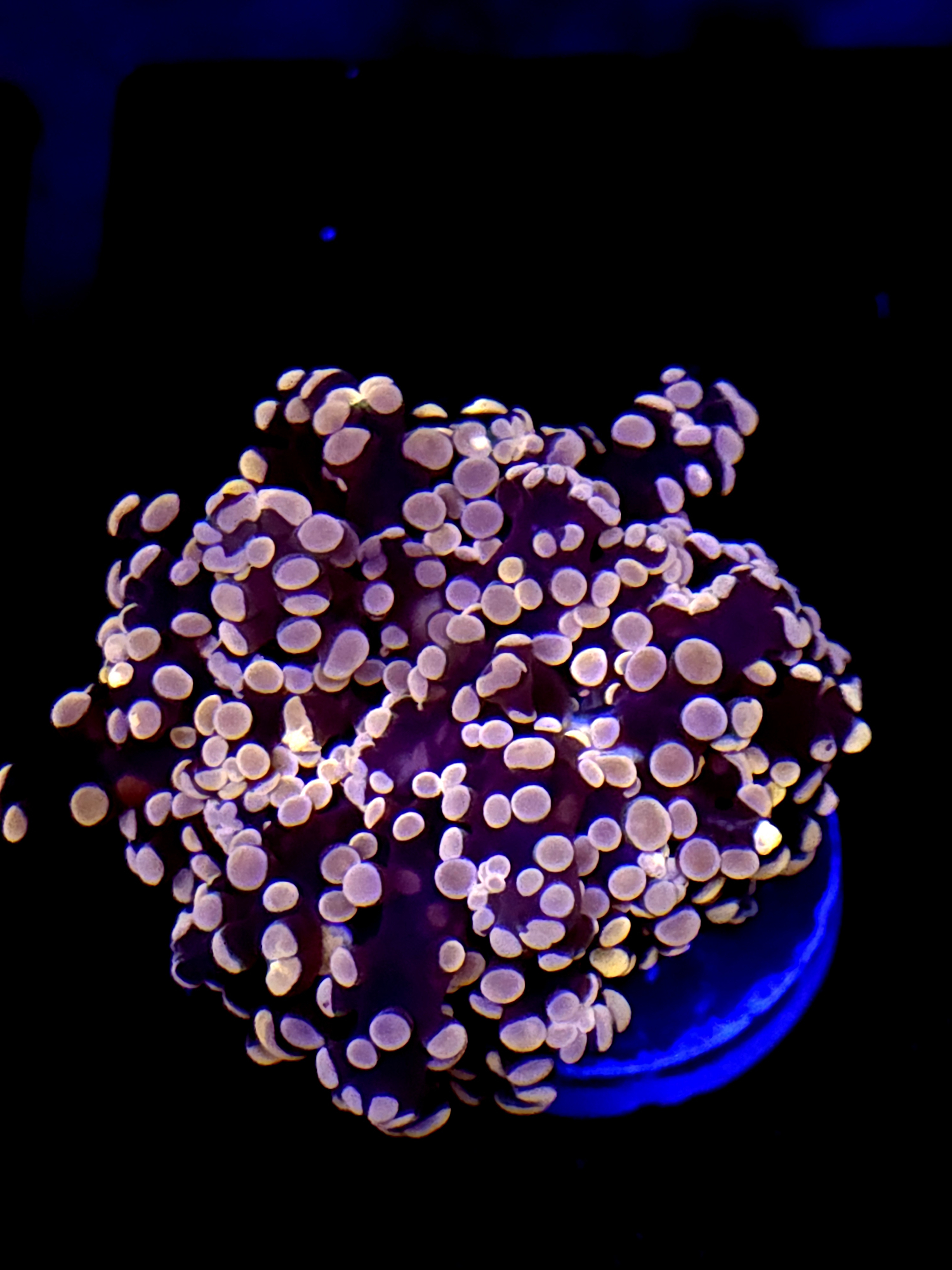 SBB Lavendor Breeze Frogspawn