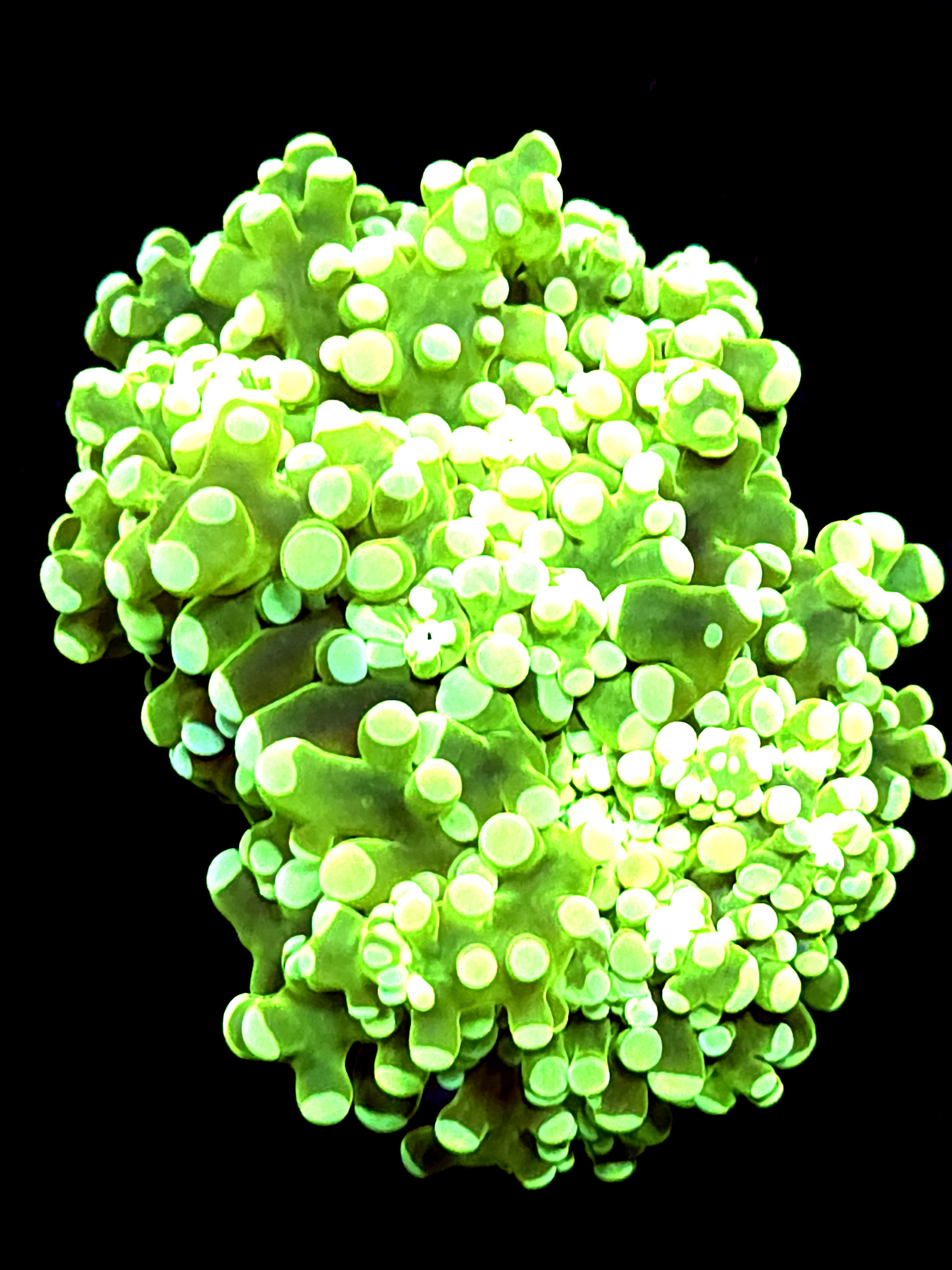 SBB Green Hulk Frogspawn