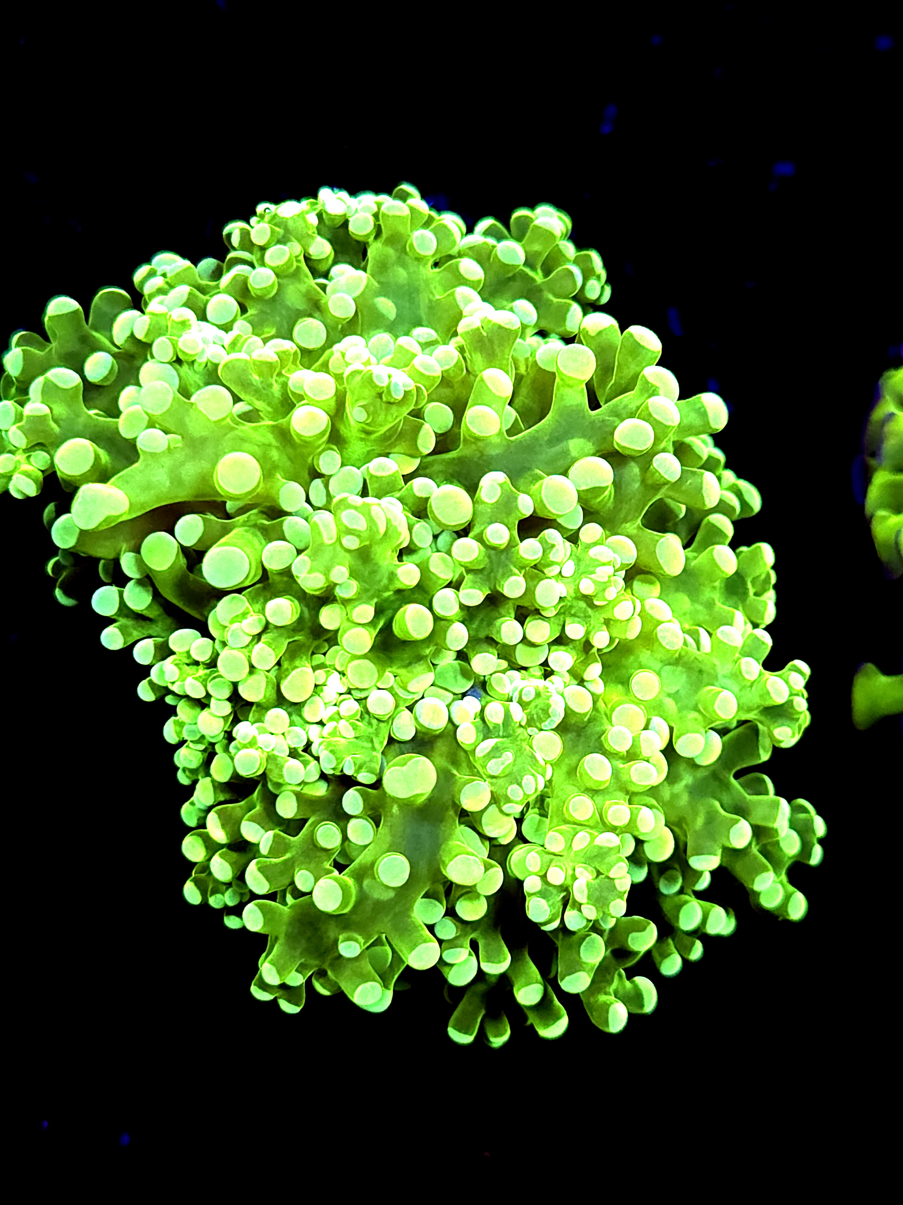 SBB Green Hulk Frogspawn