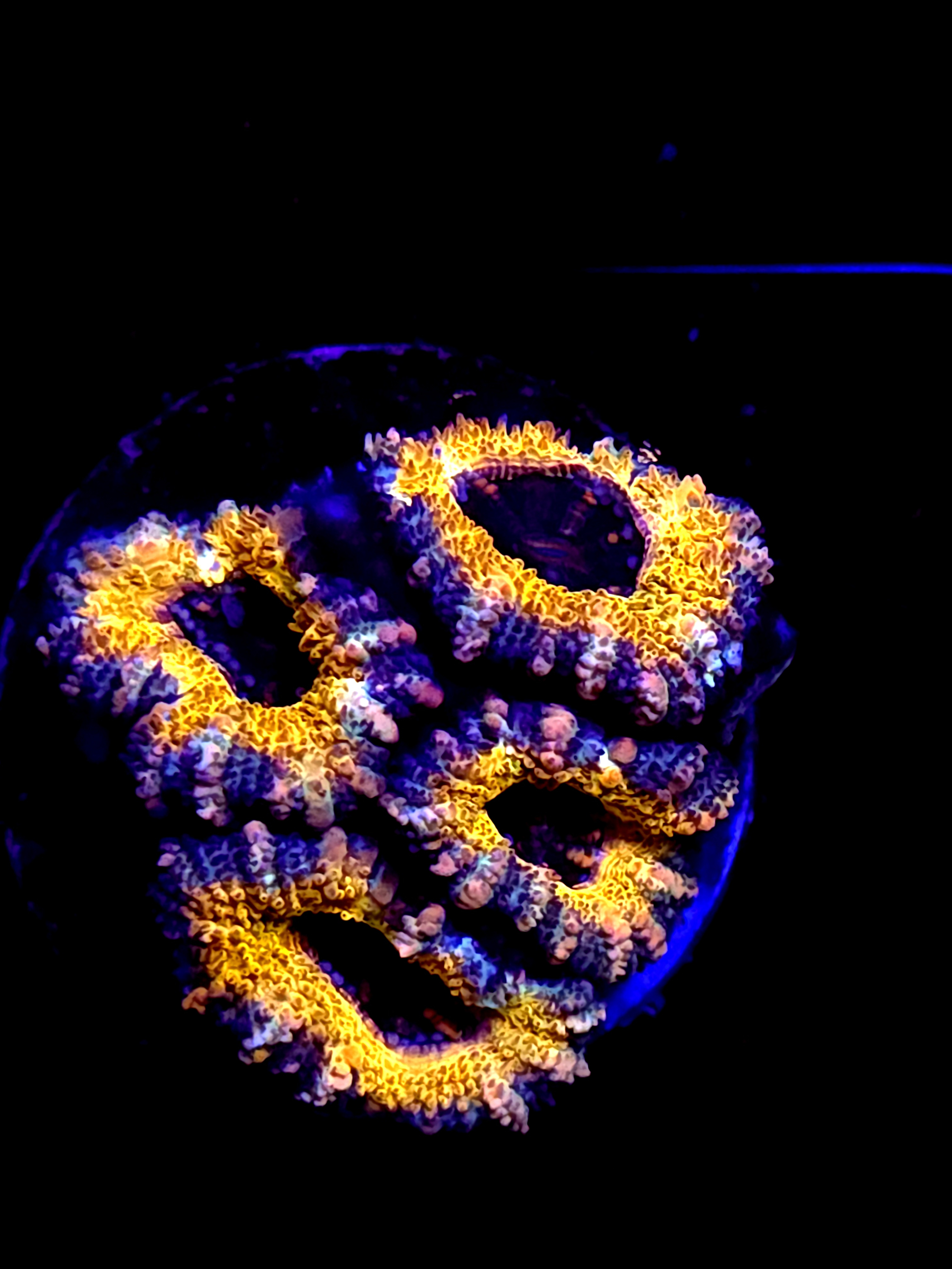 SBB Mystery Signature Acan