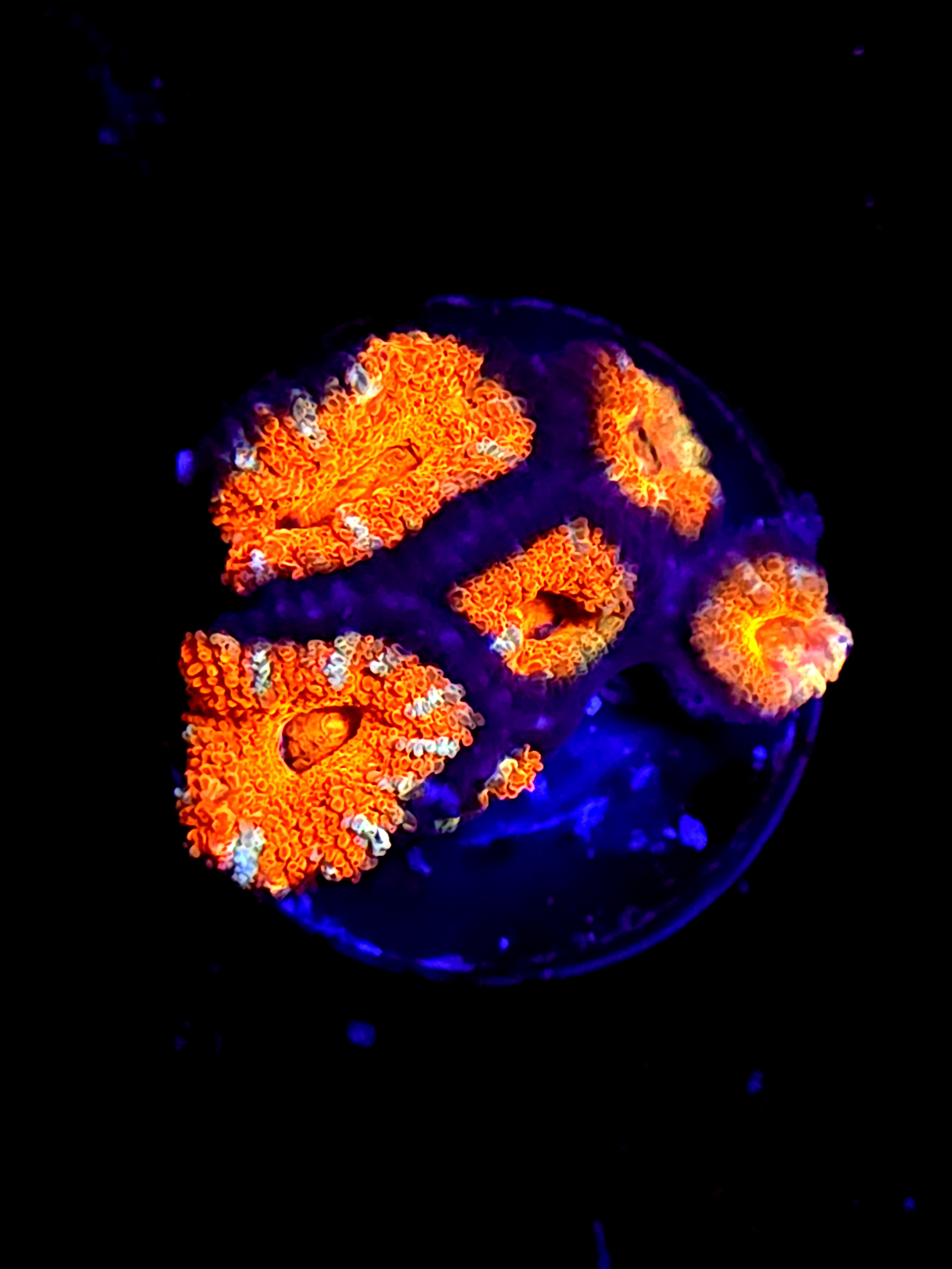 SBB Mystery Signature Acan