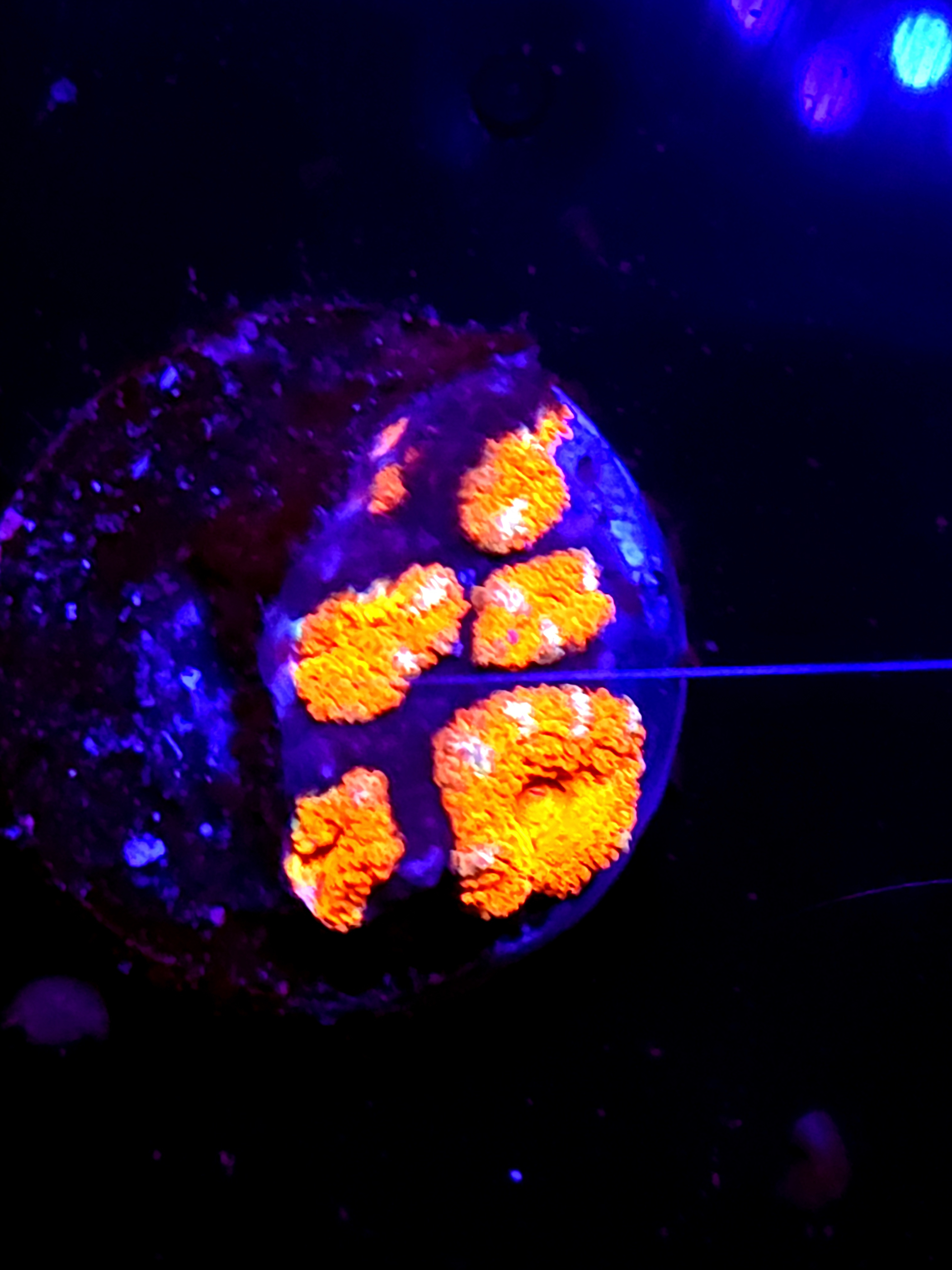 SBB Mystery Signature Acan