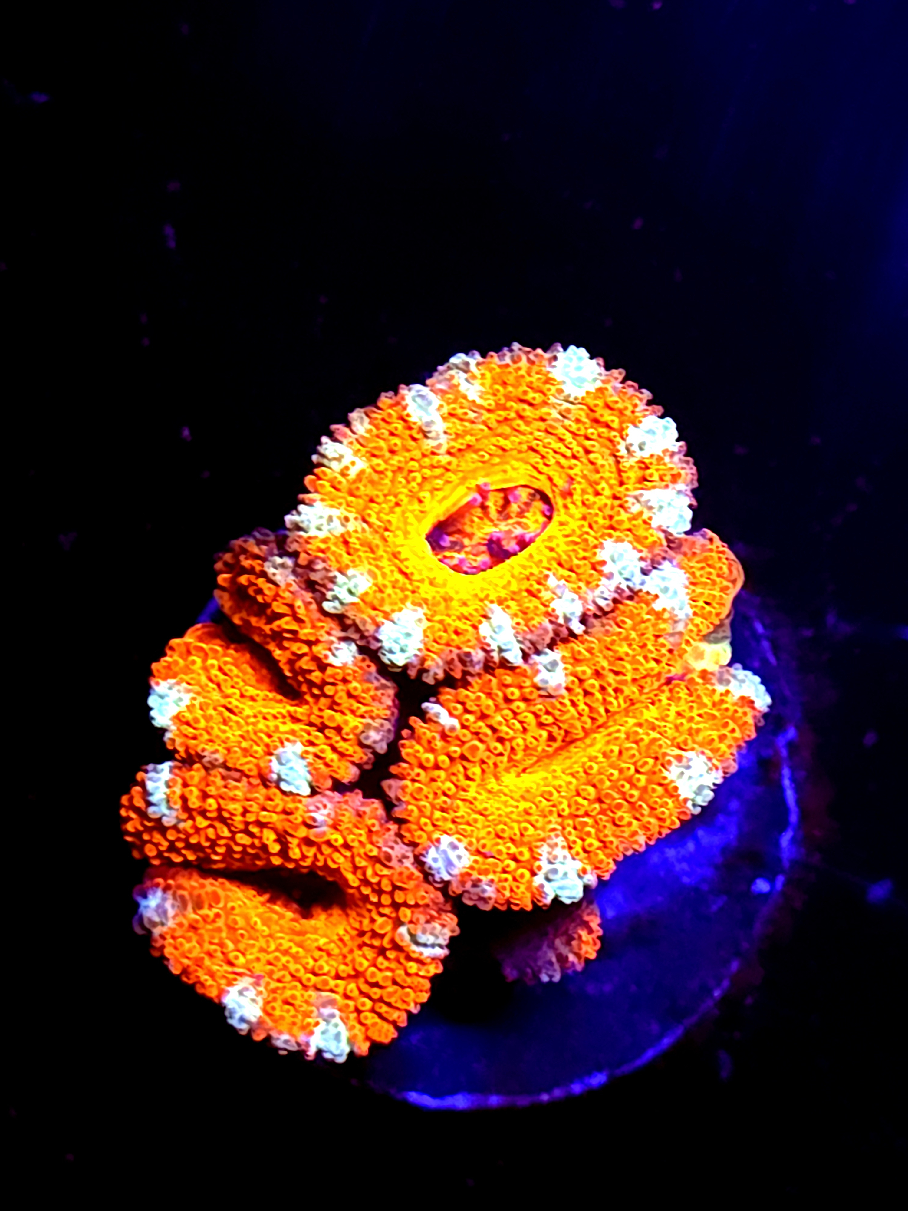 SBB Mystery Signature Acan