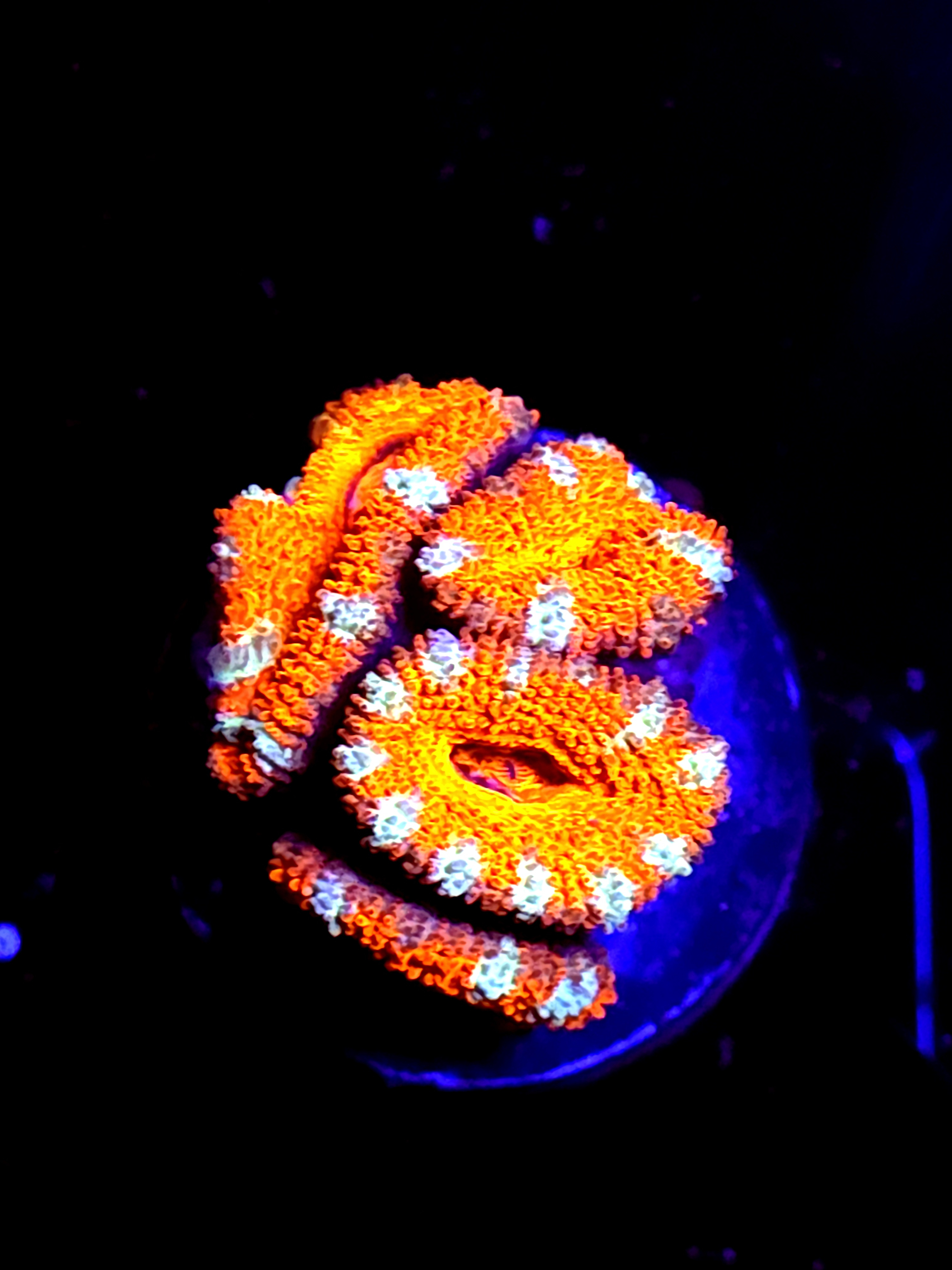 SBB Mystery Signature Acan