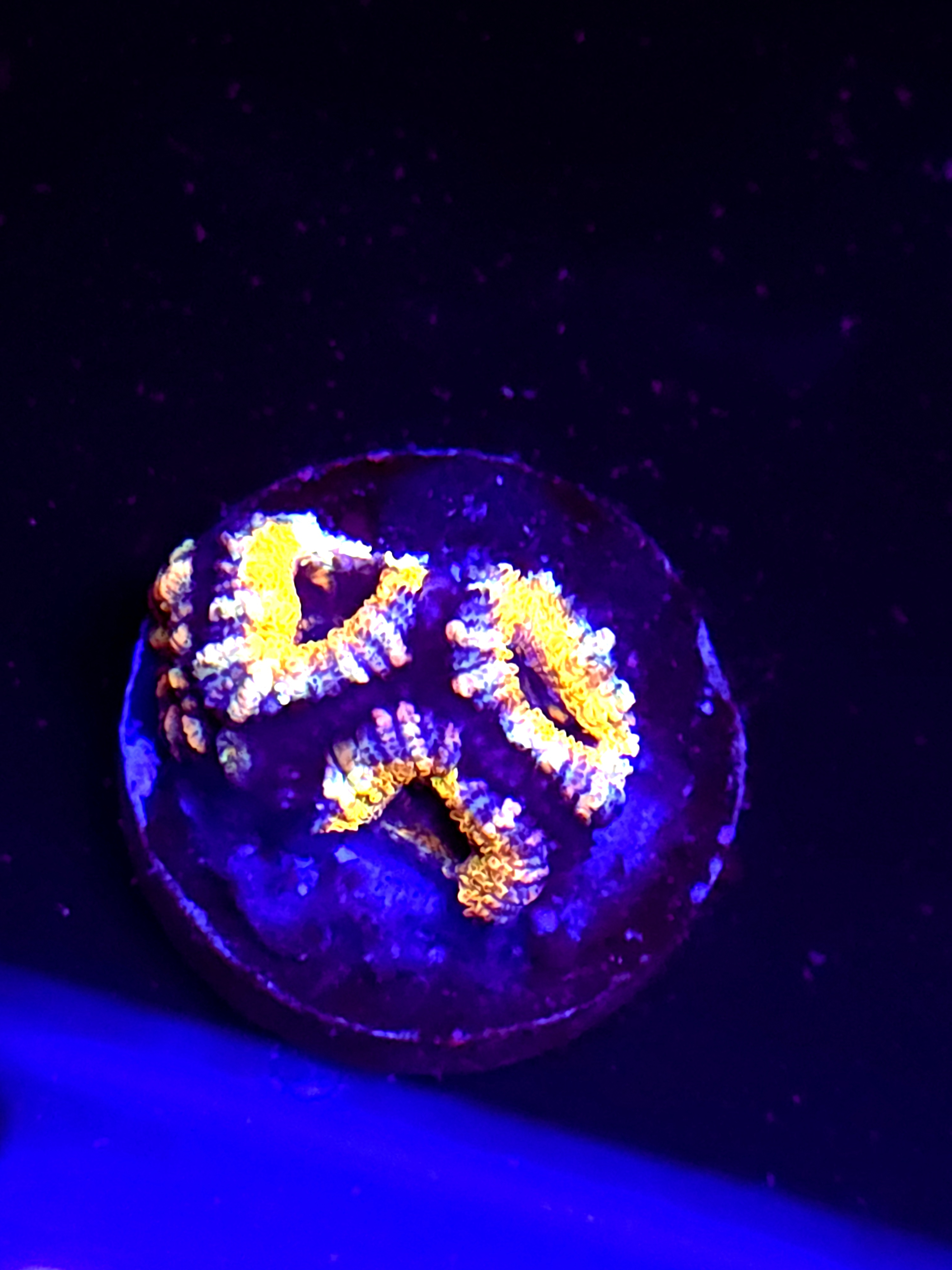 SBB Mystery Signature Acan