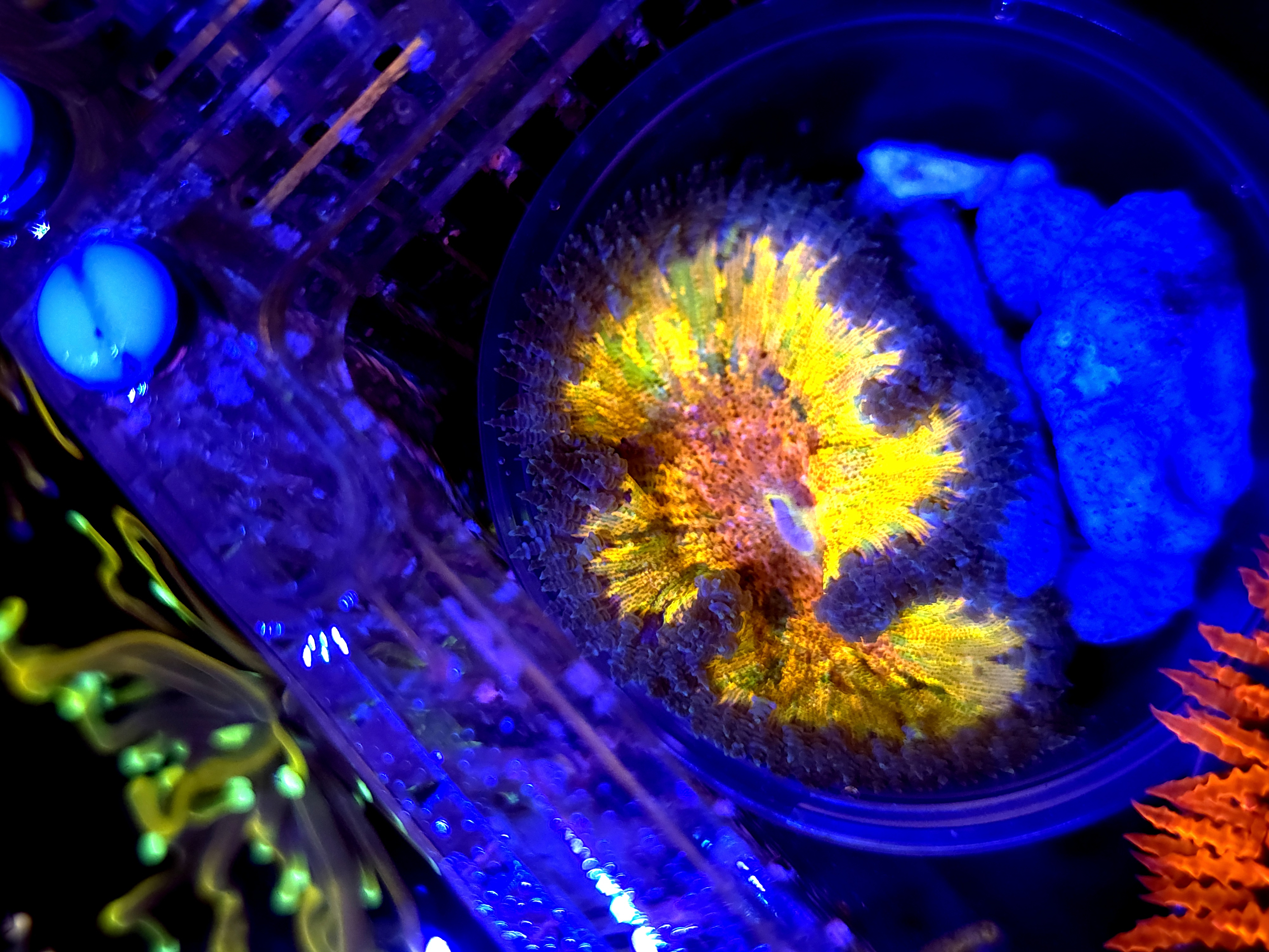 SBB Yellow Center Rock flower