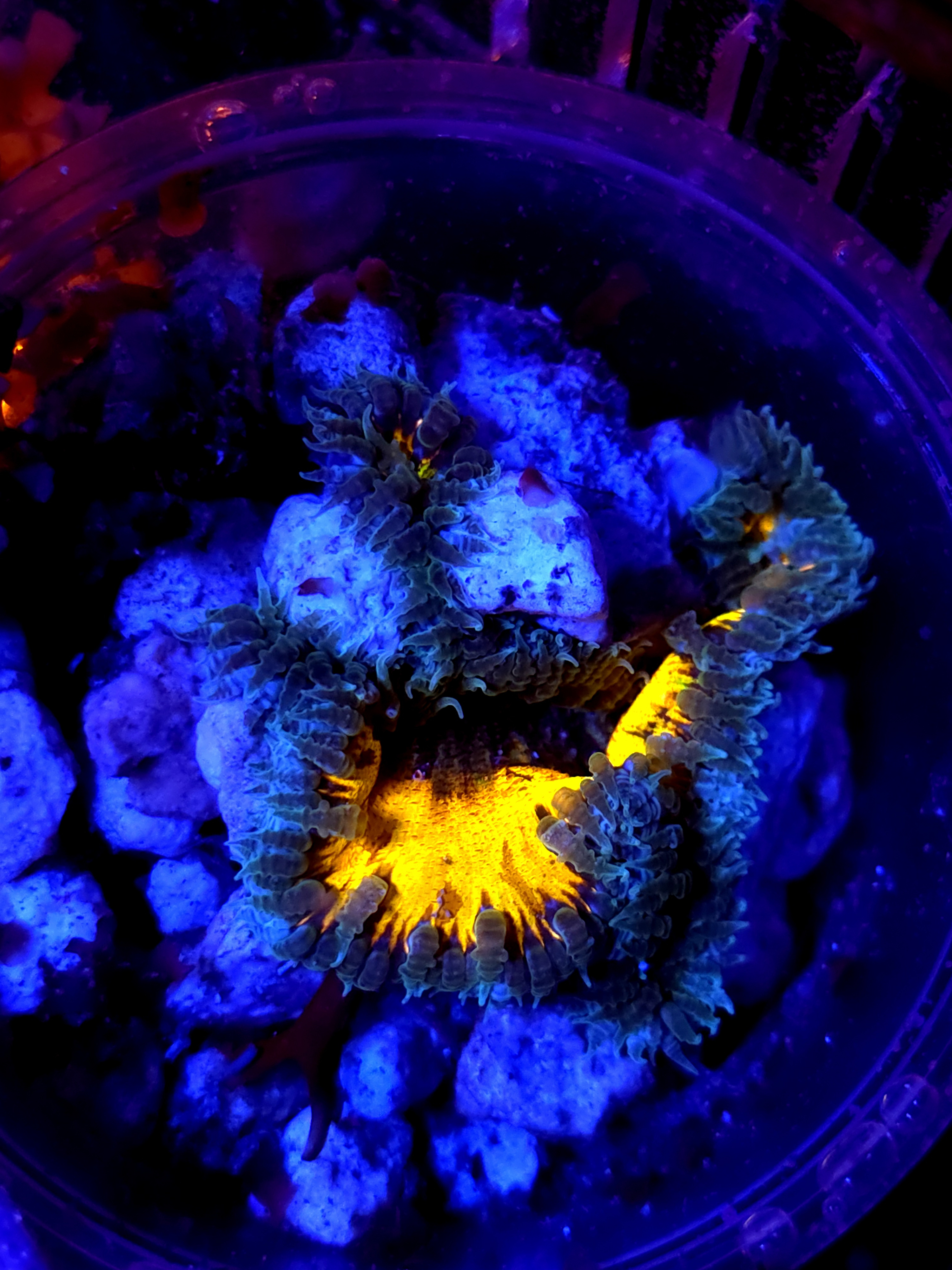 SBB Yellow Center Rock flower