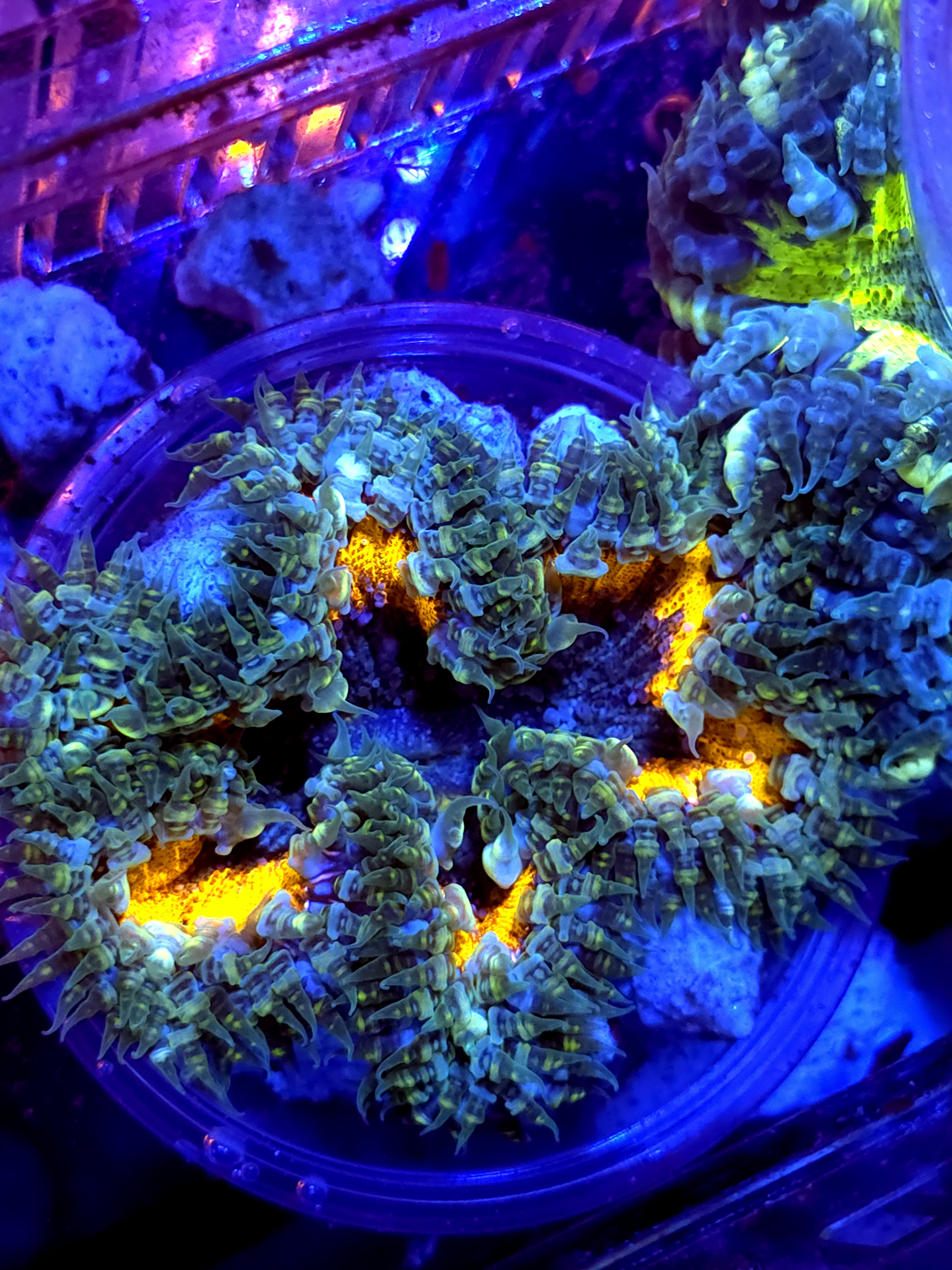 SBB Ultra Rock Flower