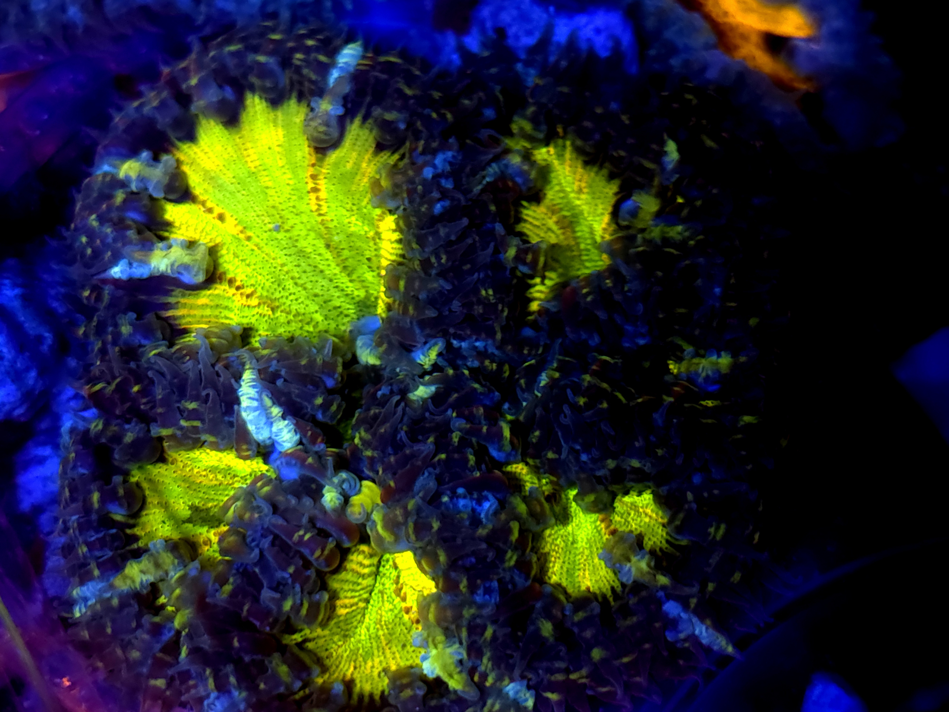 SBB Yellow Center Rock Flower