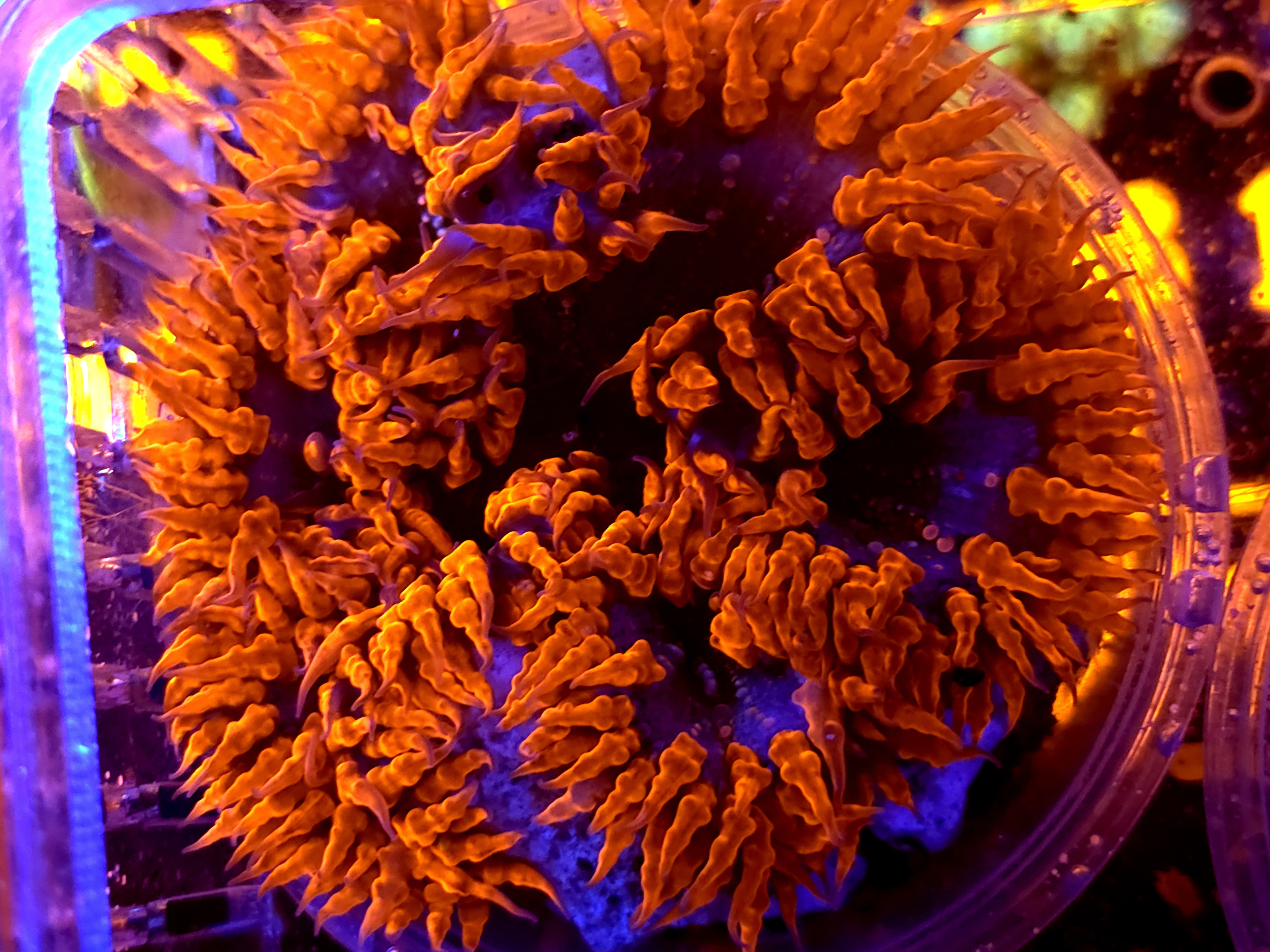 SBB Red Skirt Rock flower