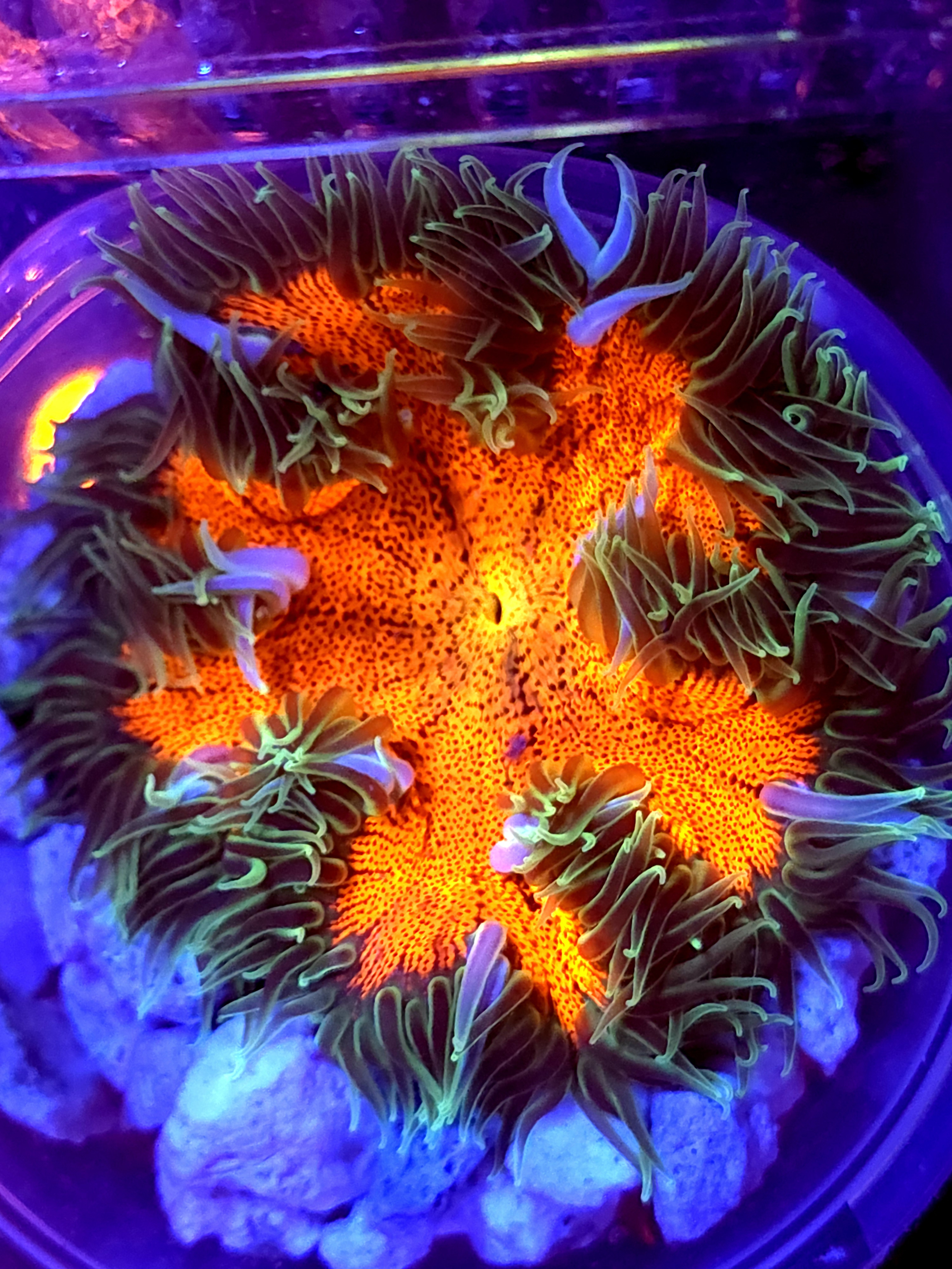 SBB Red Center Rock flower