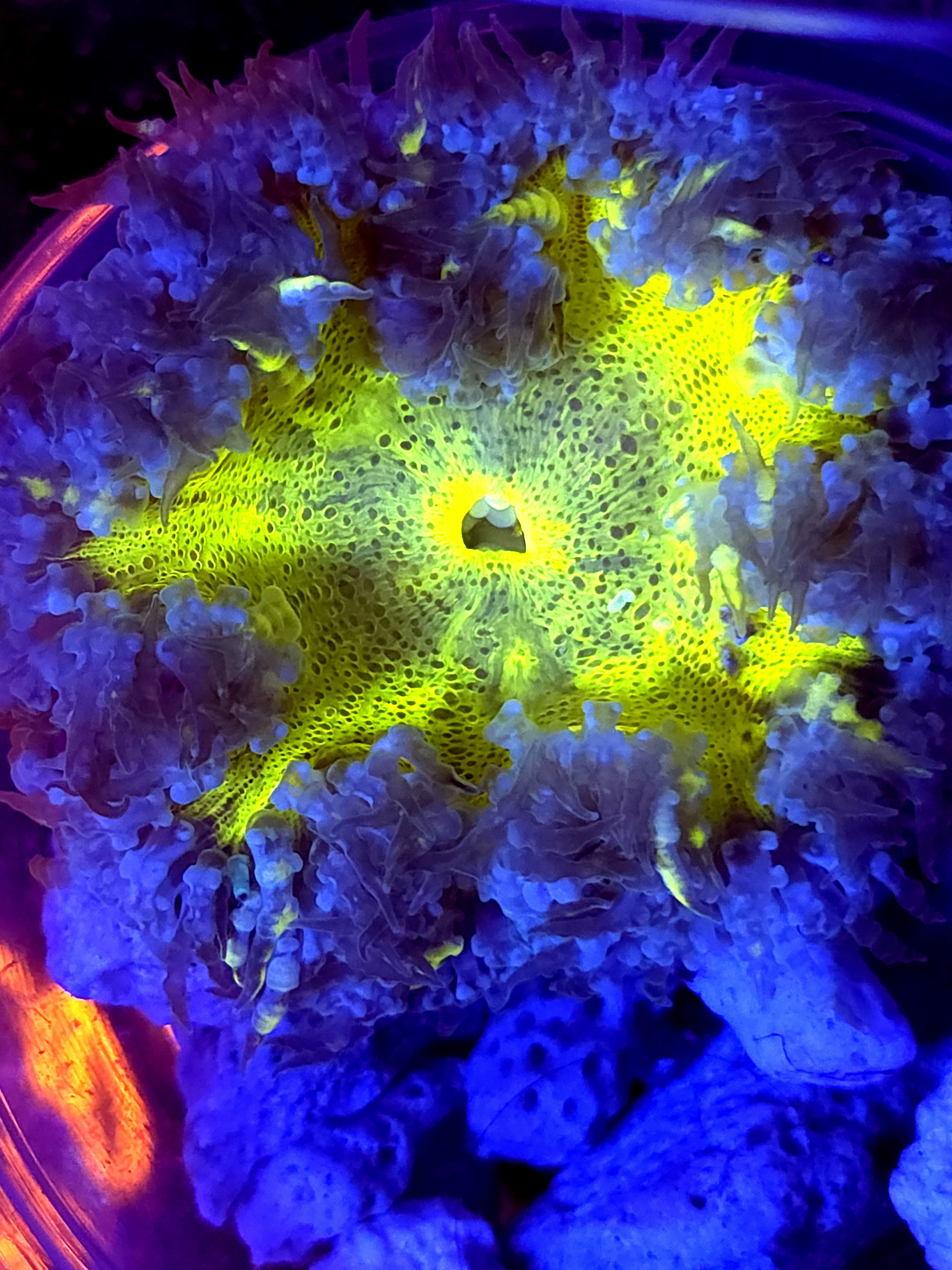 SBB Yellow Center Rock flower