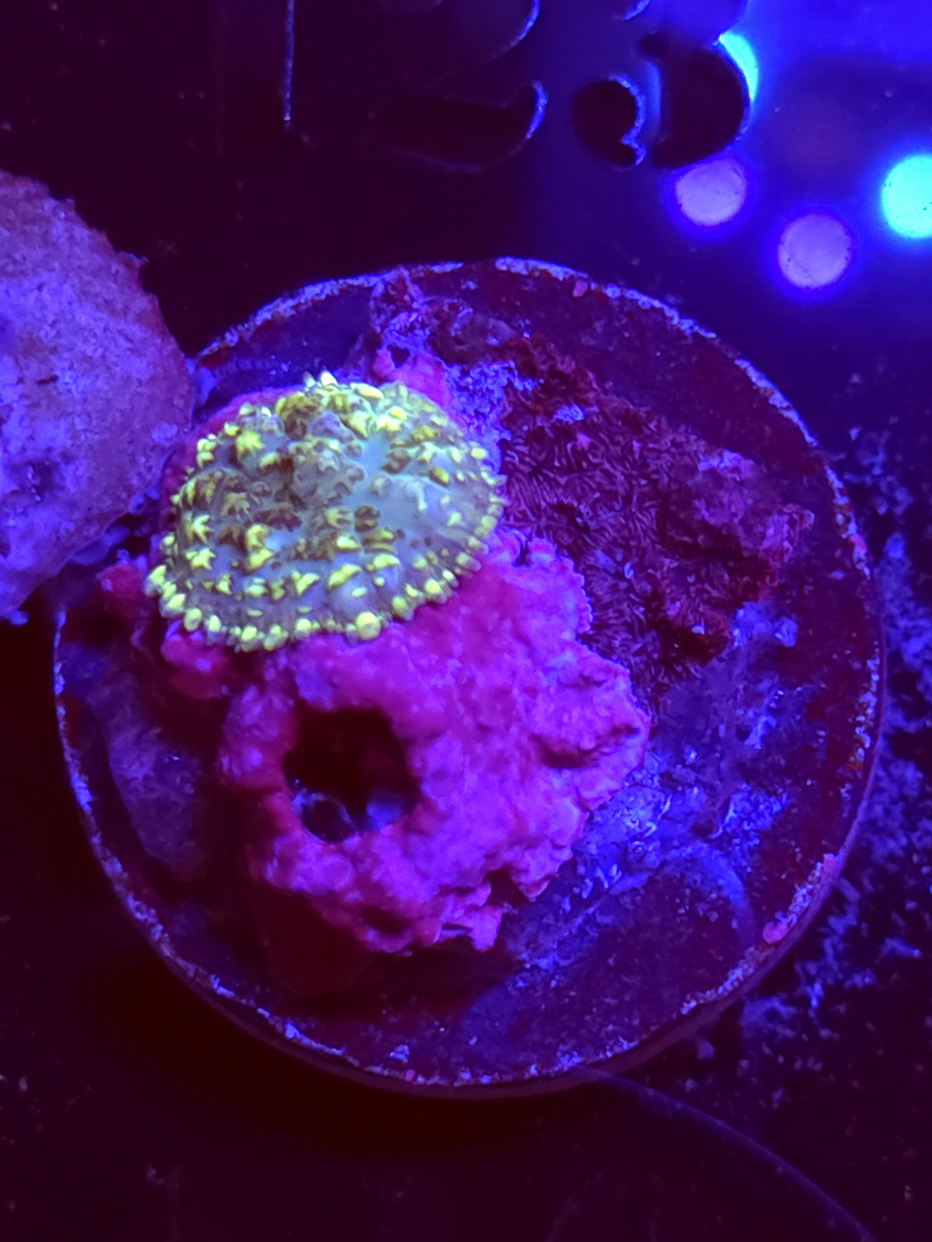 SBB "No Name" Mushroom Tiny