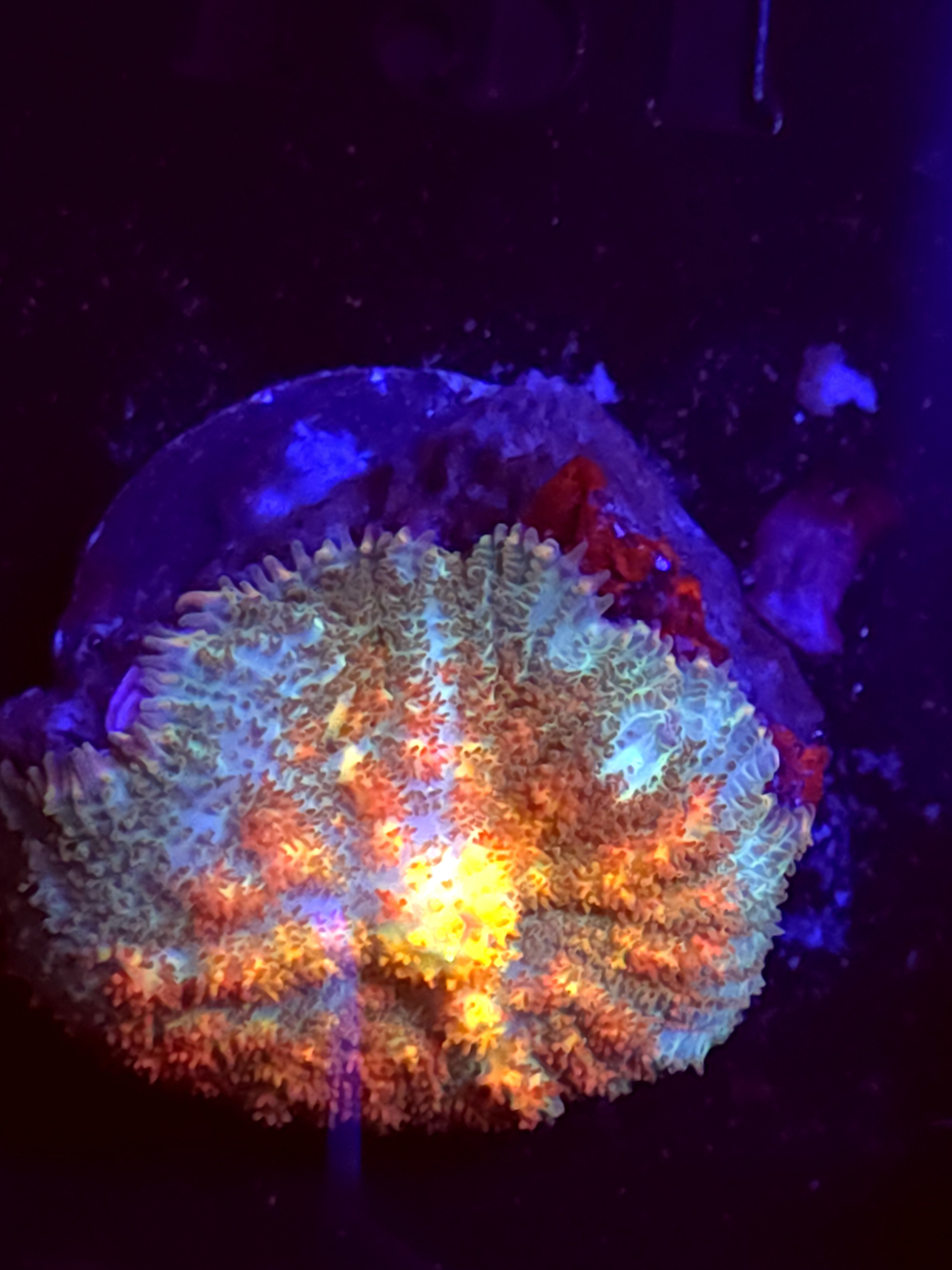 SBB "Orange Dream" Mushroom Medium