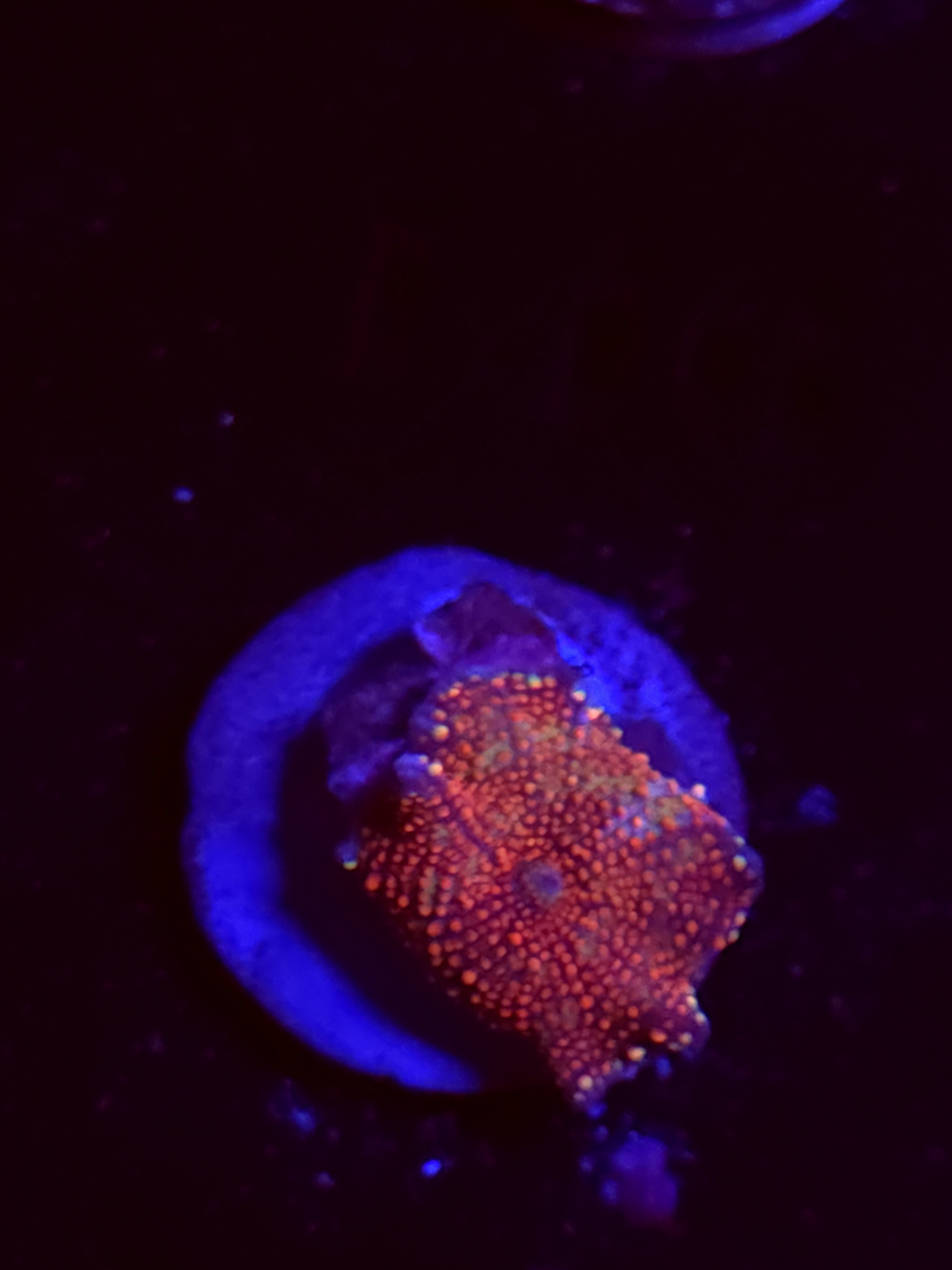 SBB "Red Jungle" Mushroom Small