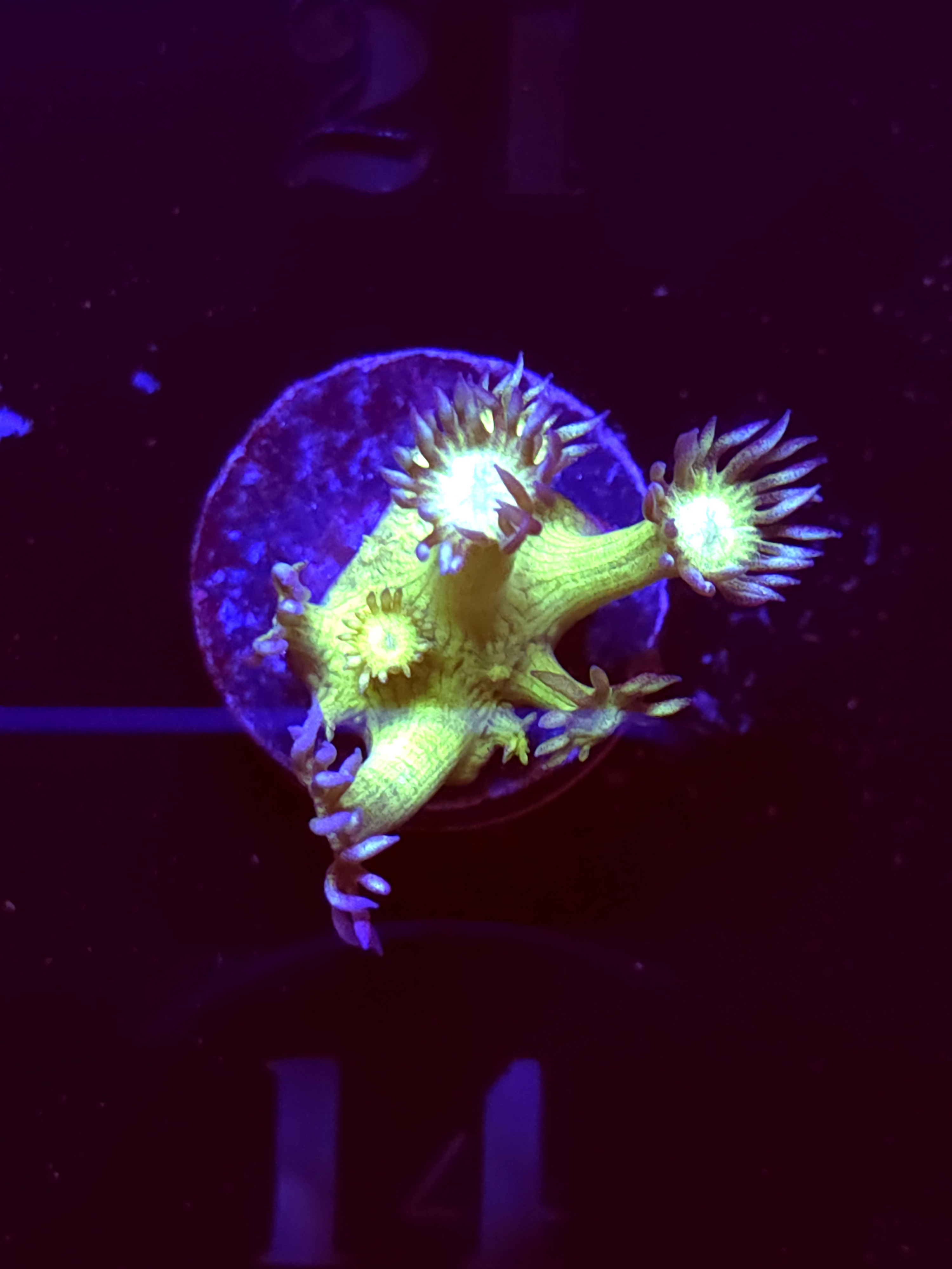 SBB "Gemstone" Goni Small