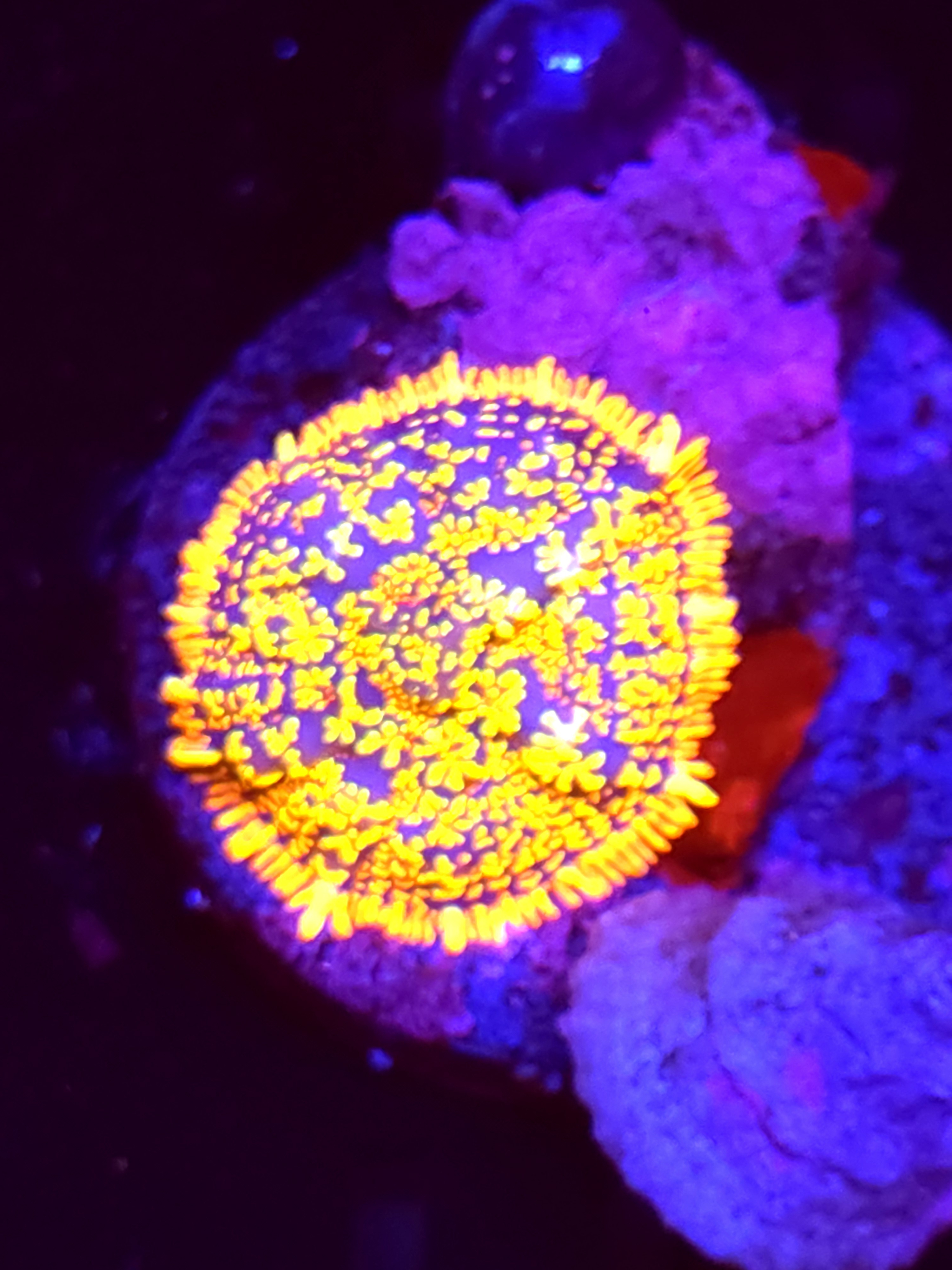 SBB "Super Saiyan" Mushroom Small