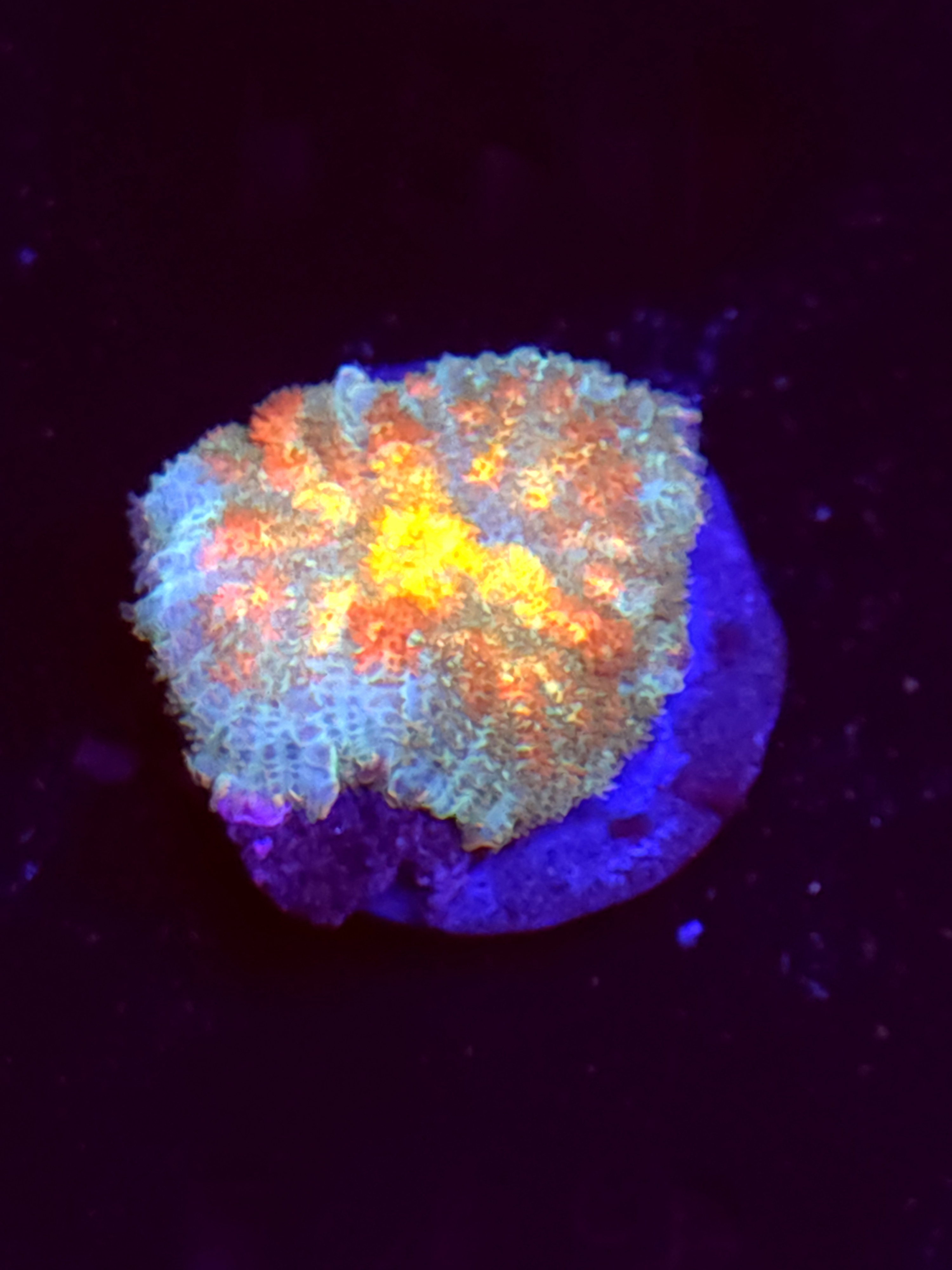 SBB "Orange Dream" Mushroom Medium