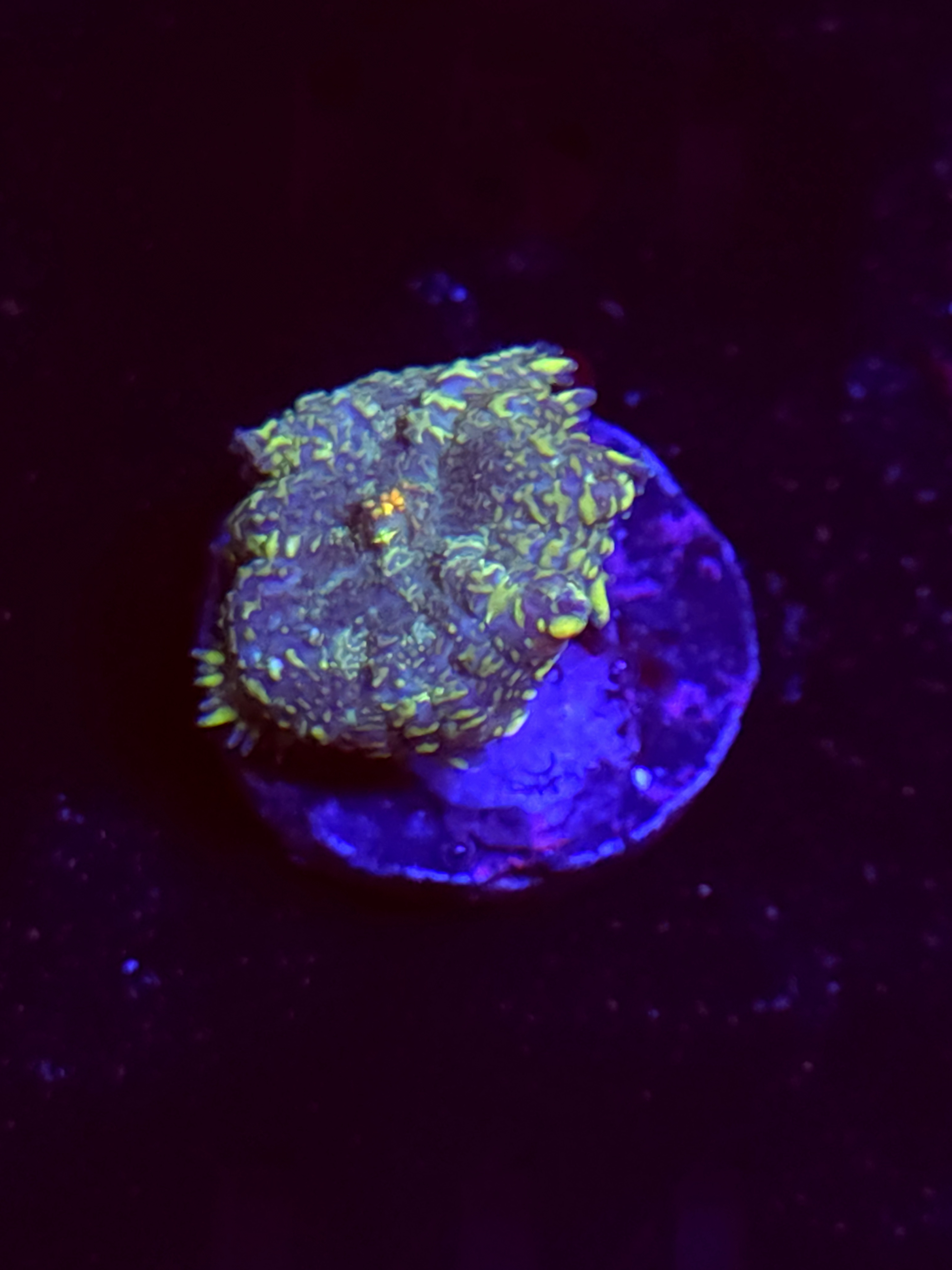 SBB "No Name" Mushroom Small