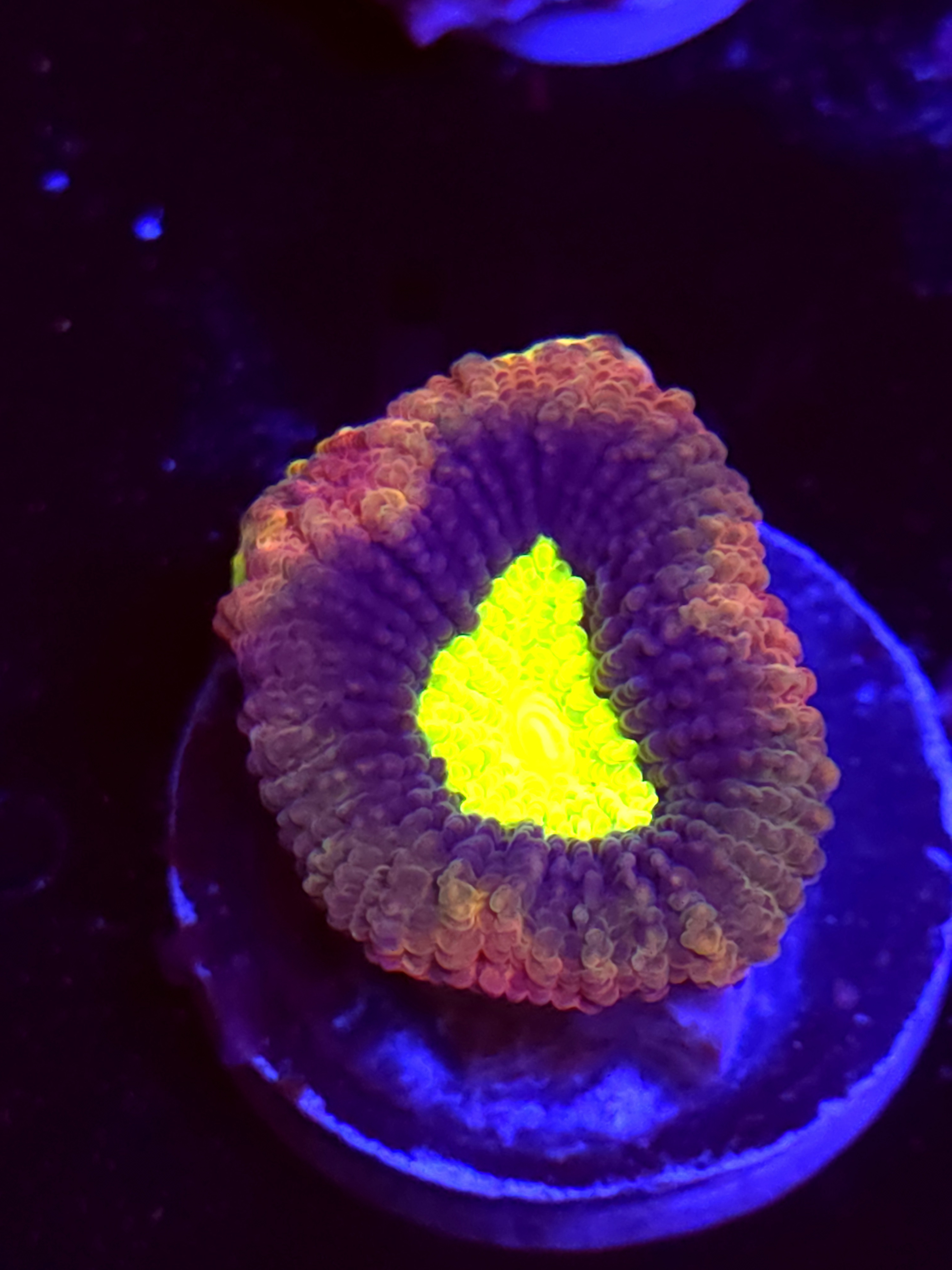 SBB "Mystery Signature" Favia 1 Head