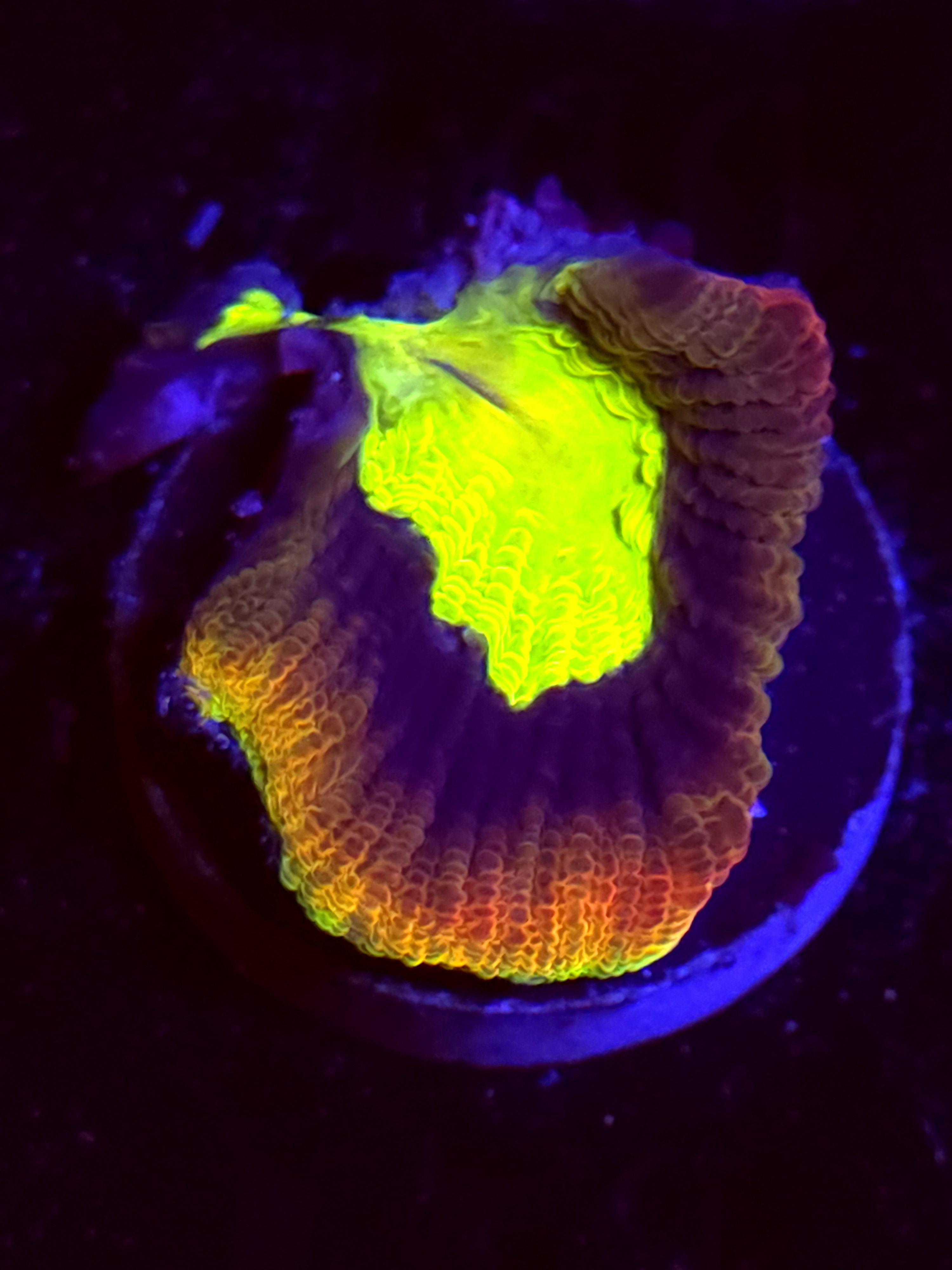 SBB "Dragon Soul" Favia 1 Head