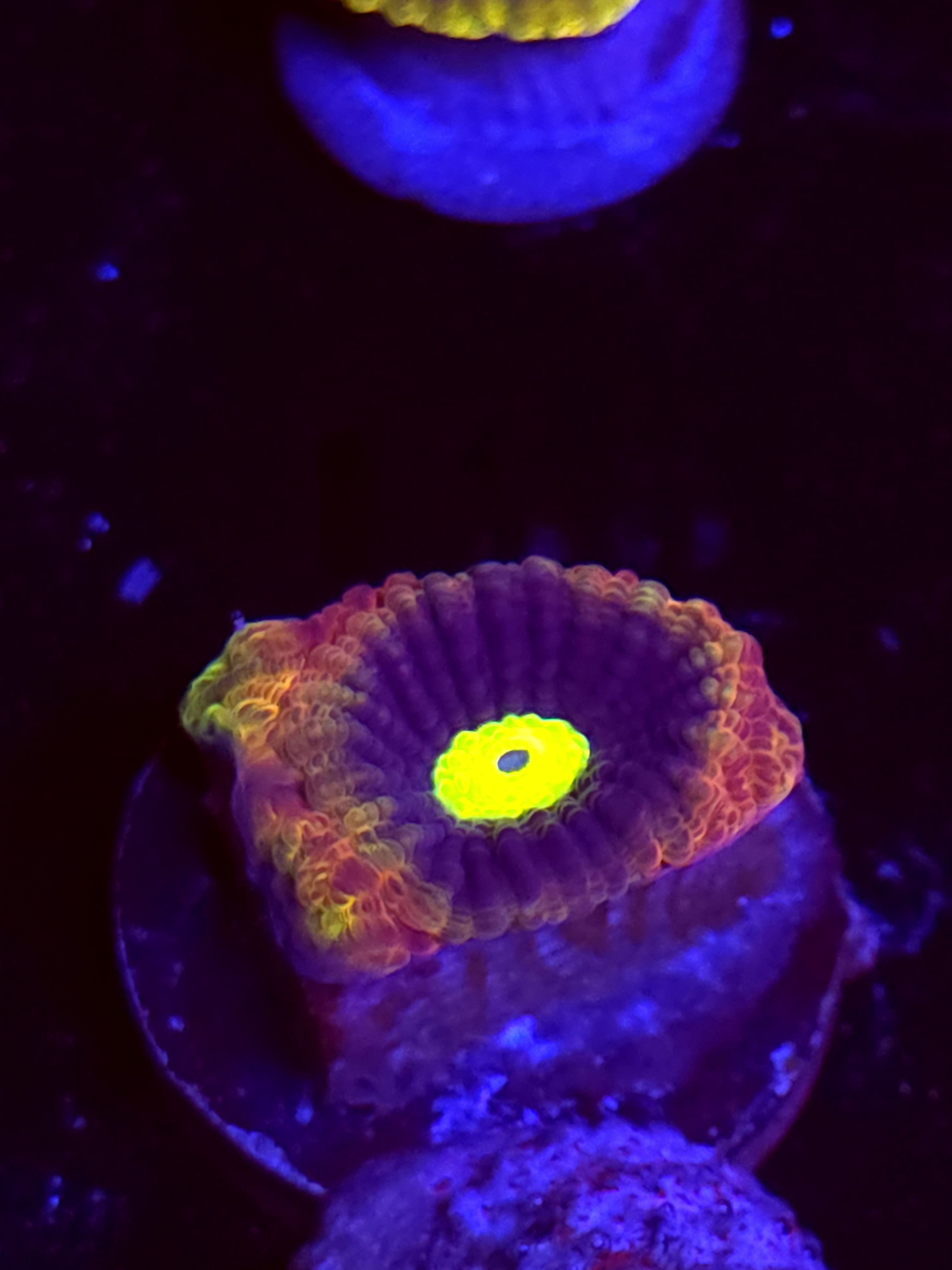 SBB "Dragon Soul" Favia 1 Head