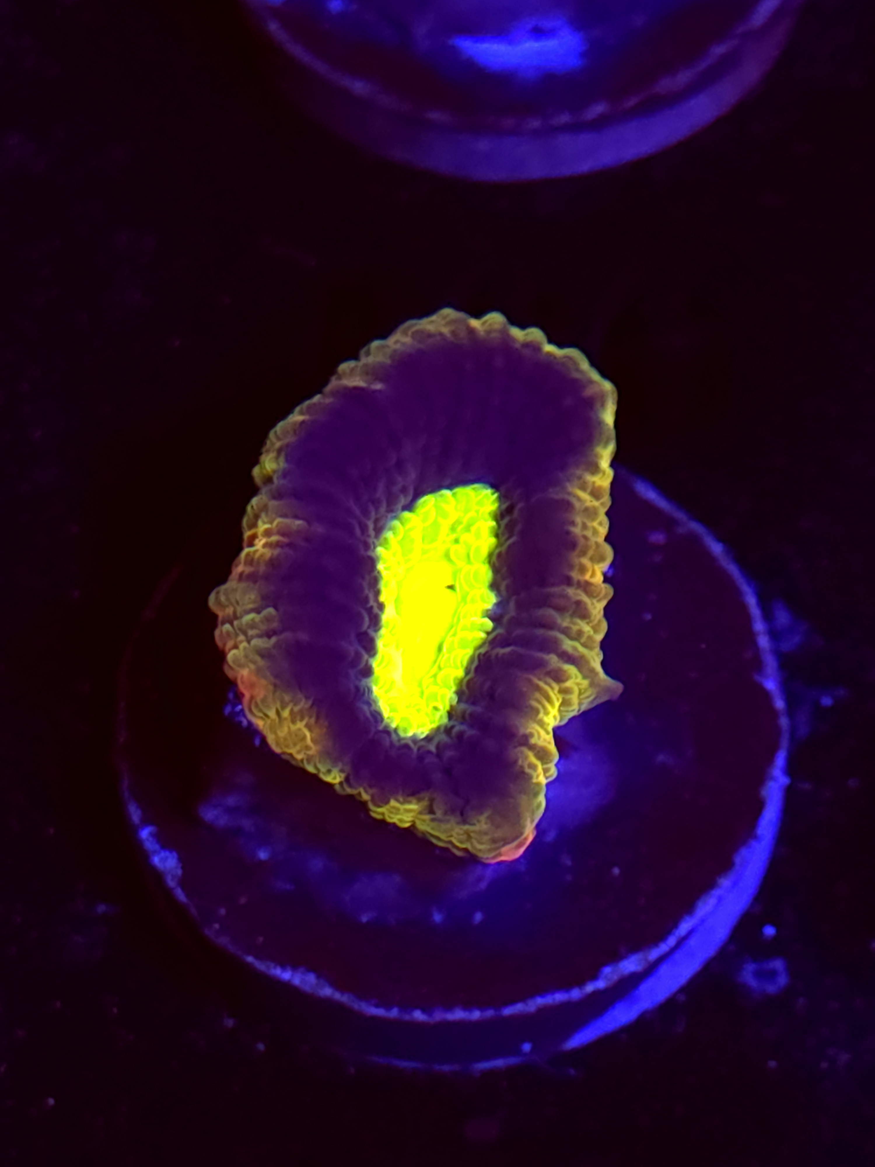 SBB "Dragon Soul" Favia 1 Head