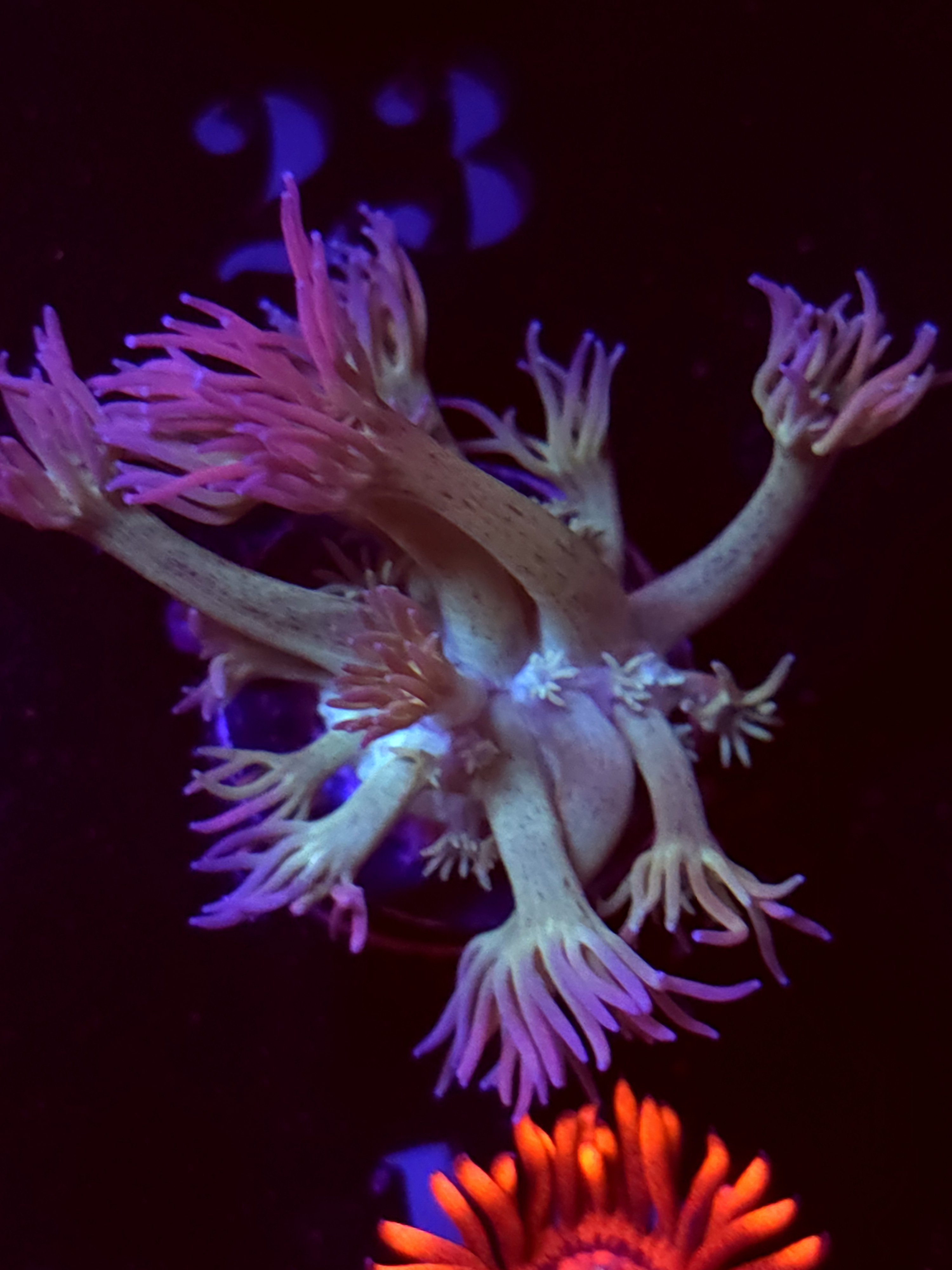 SBB "Ultra Velvet" Goni Small