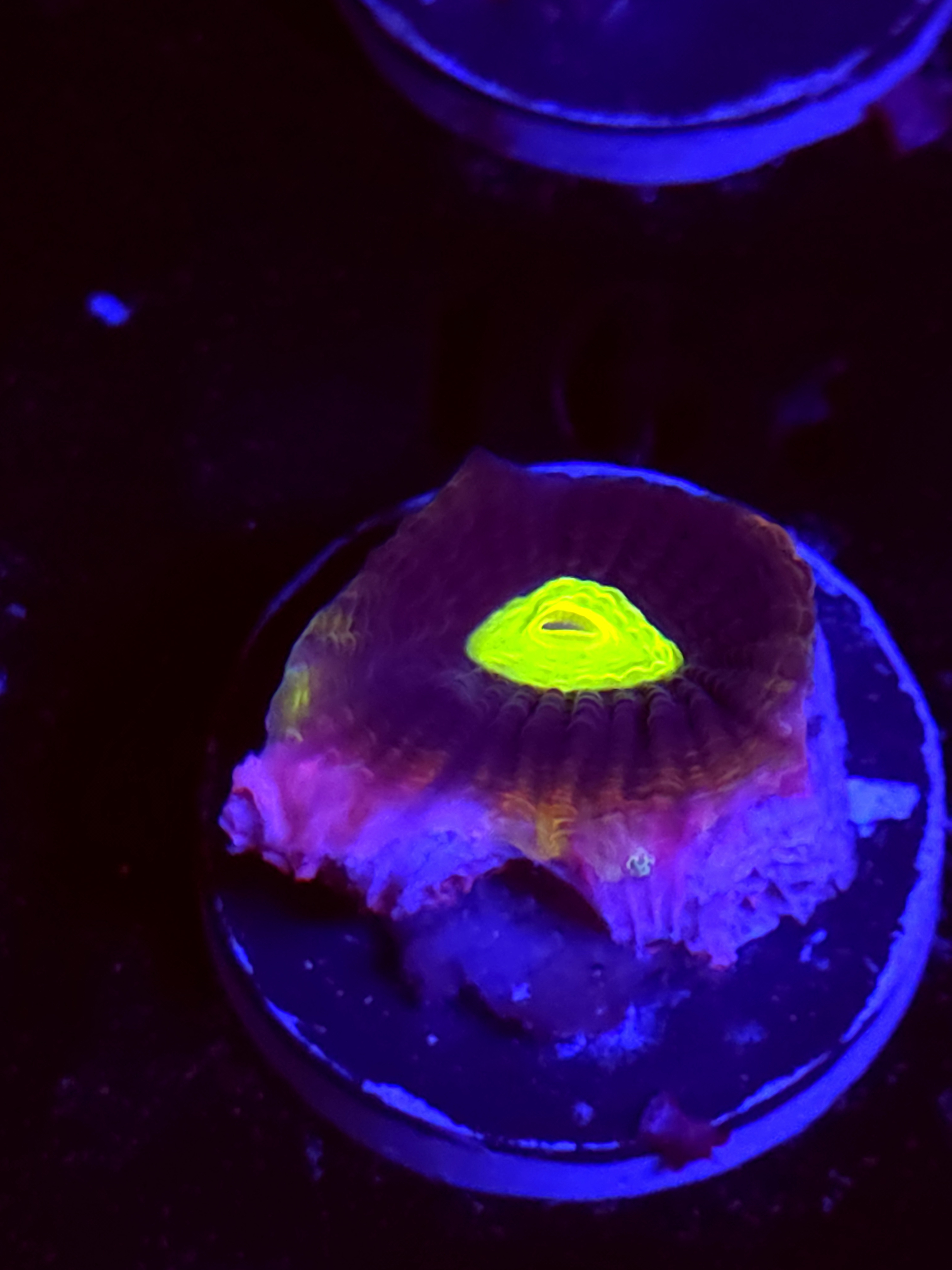 SBB "Mystery Signature" Favia 1 Head