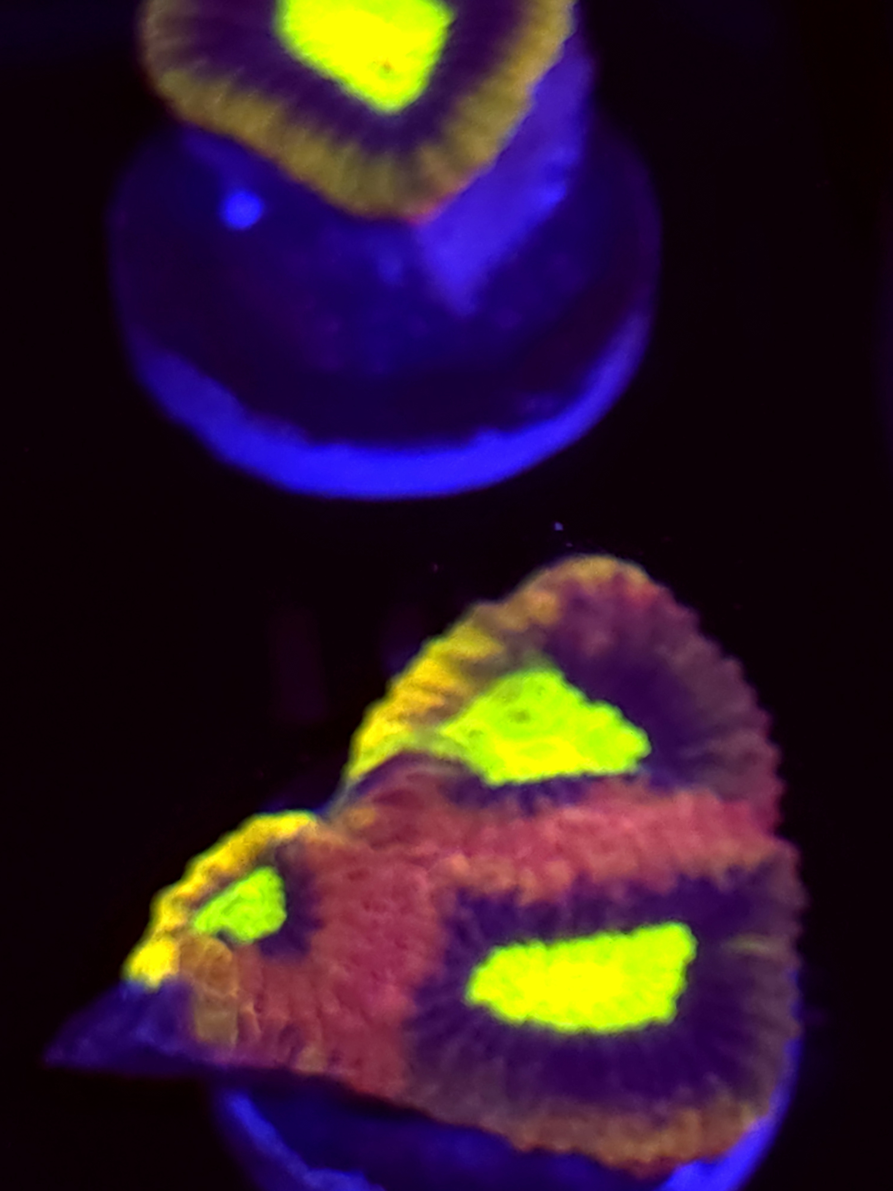 SBB "Dragon Soul" Favia 3 Heads