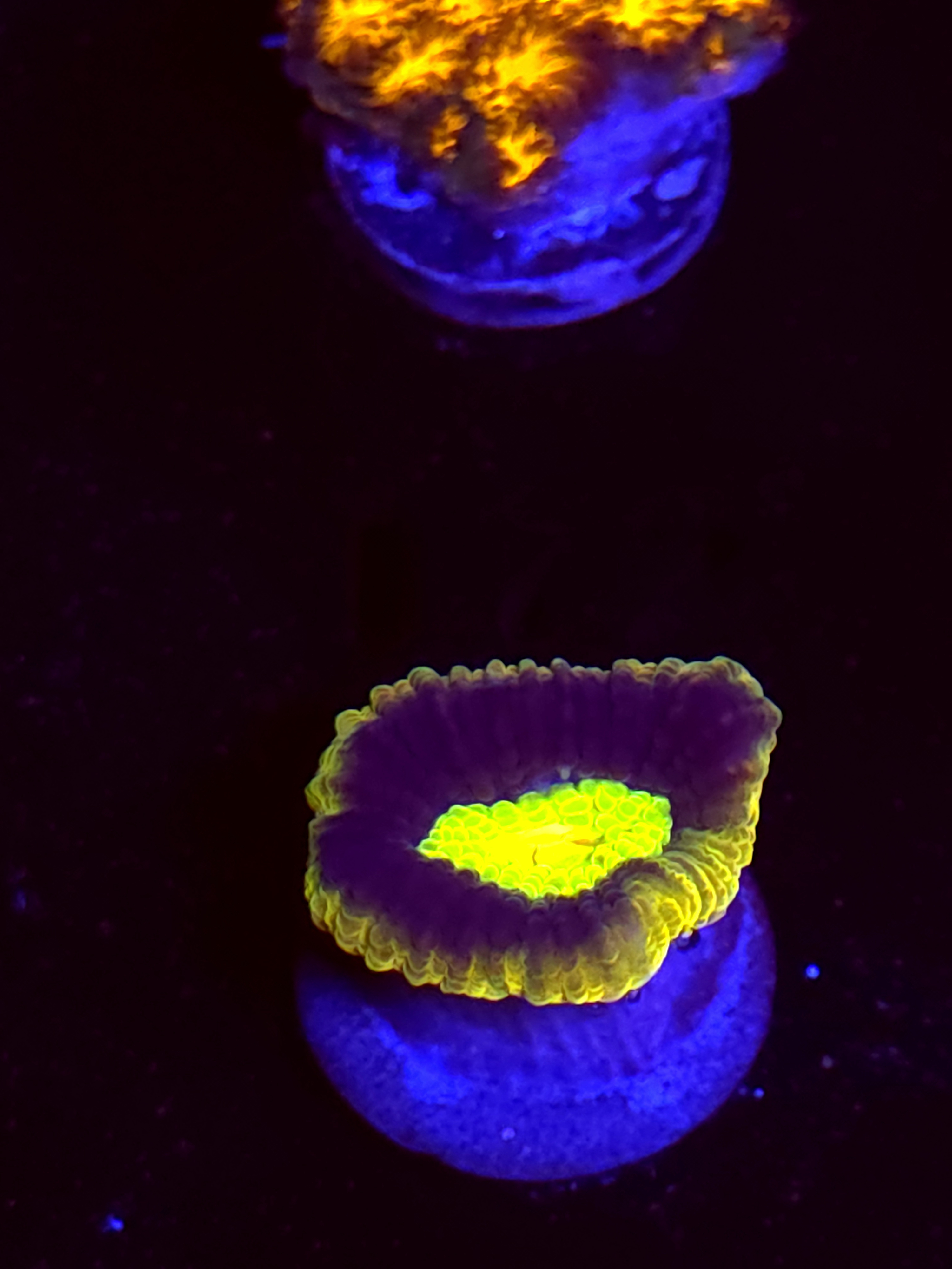 SBB "Mystery Signature" Favia 1 Head