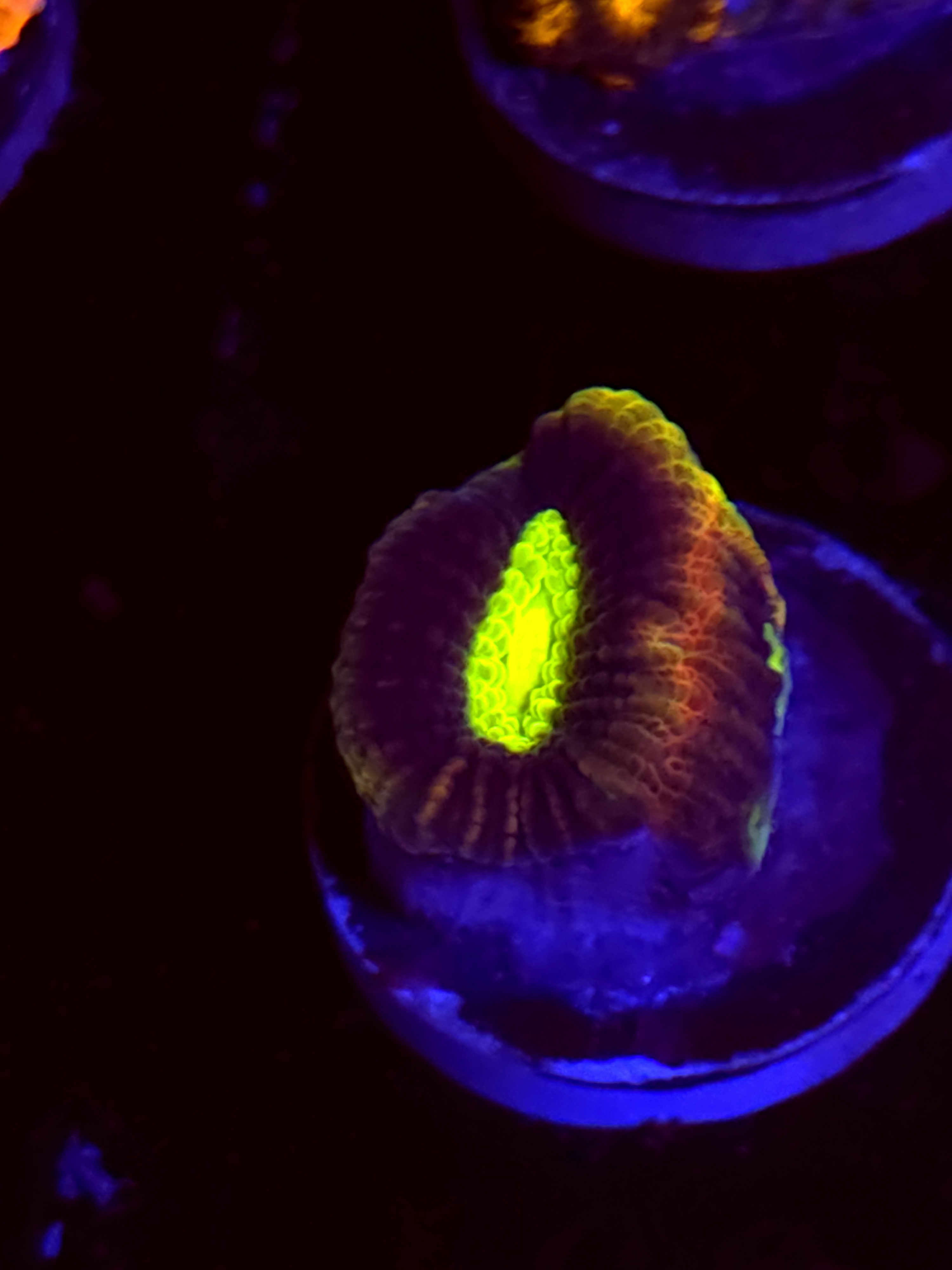 SBB "Dragon Soul" Favia 1 Head