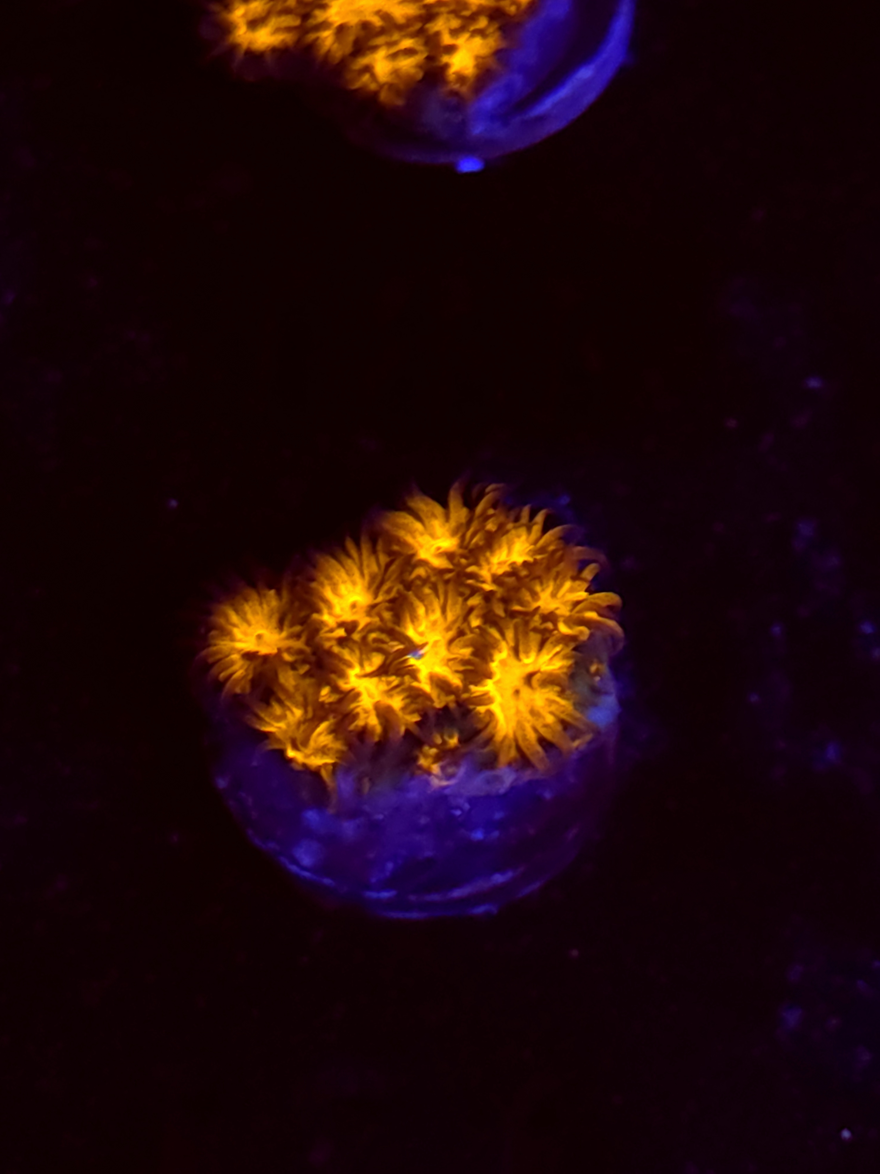 SBB "Golden Leopard" Lepto Small