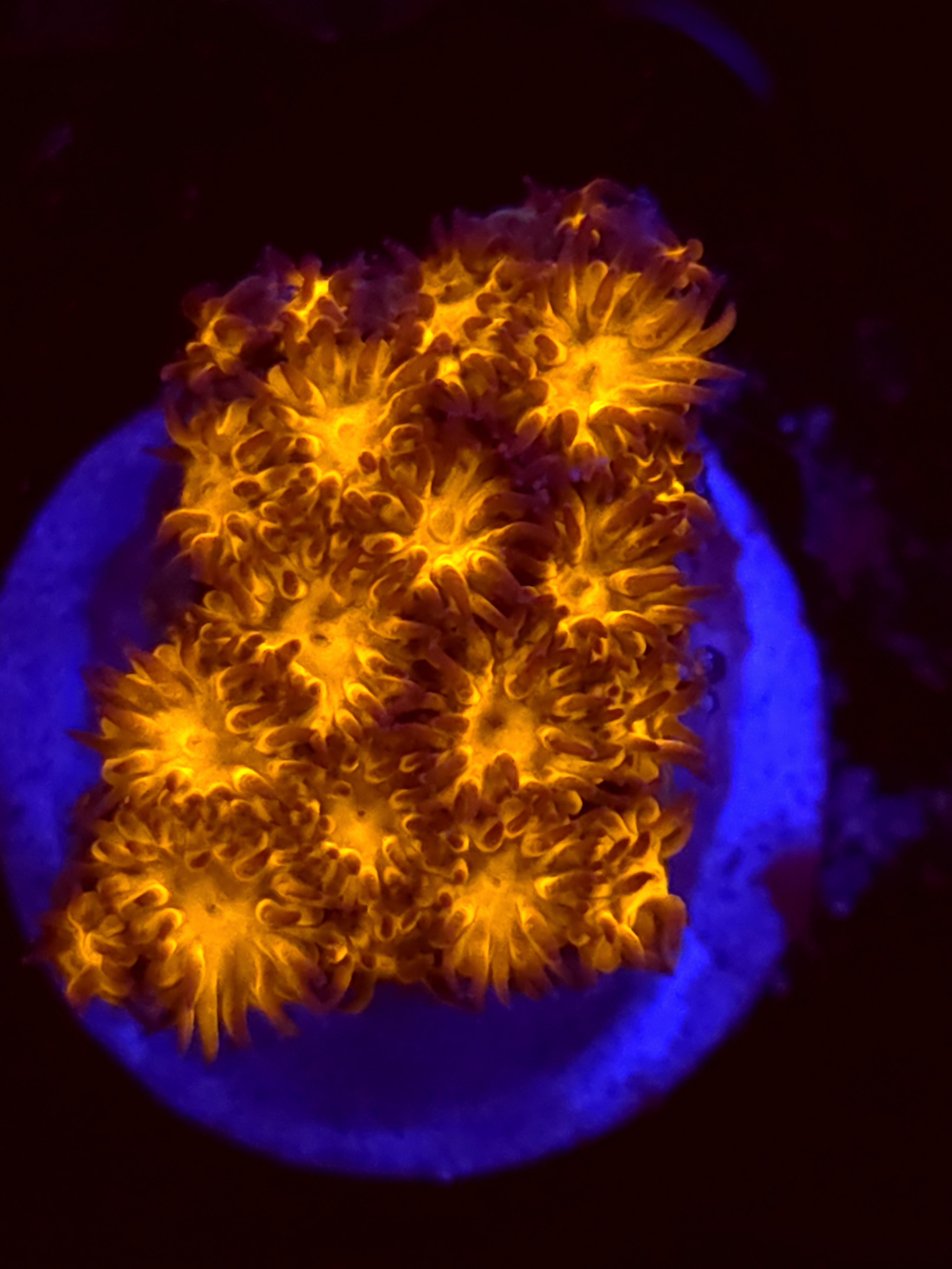 SBB "Golden Leopard" Lepto Medium