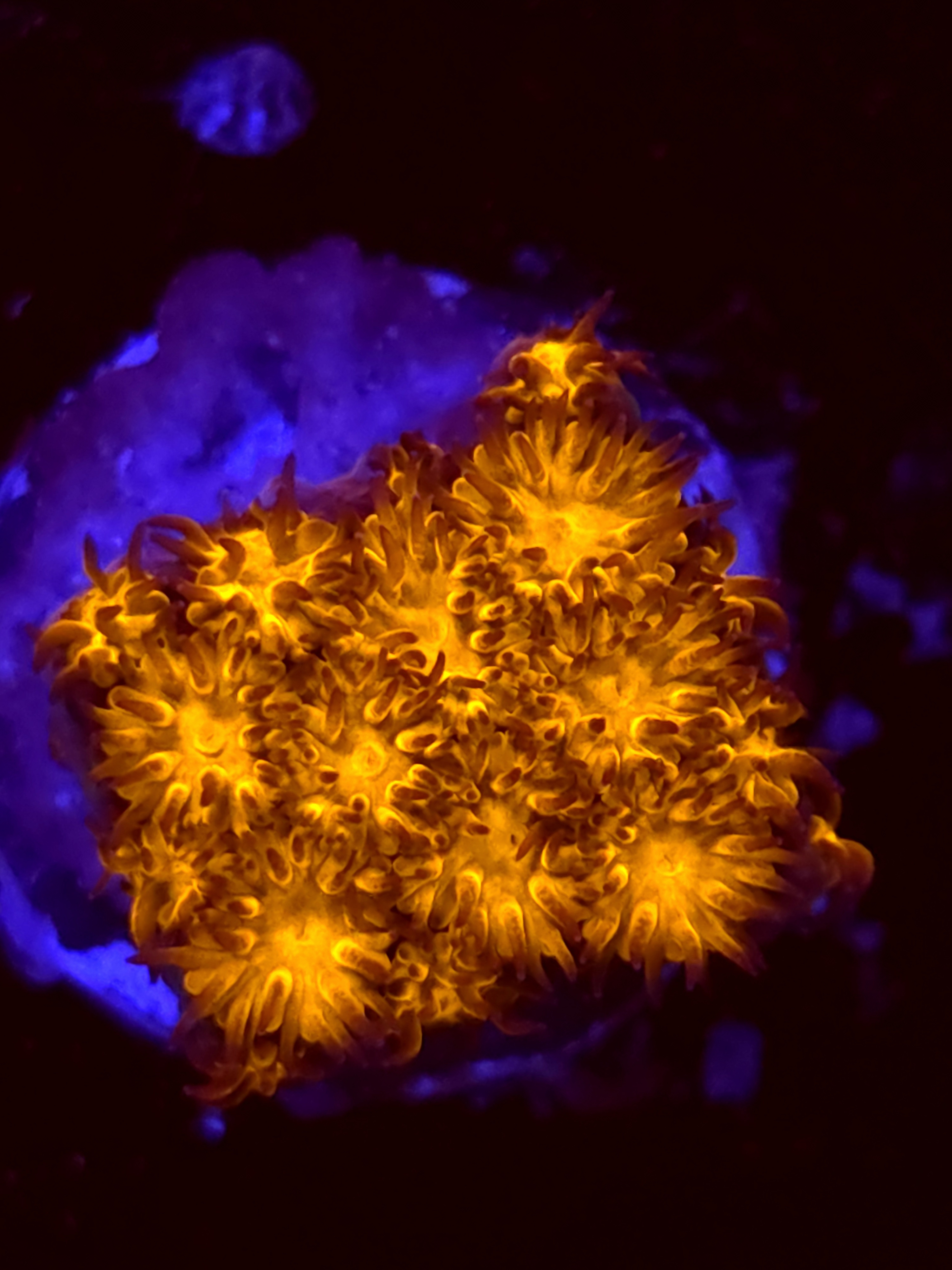 SBB "Golden Leopard" Lepto Medium