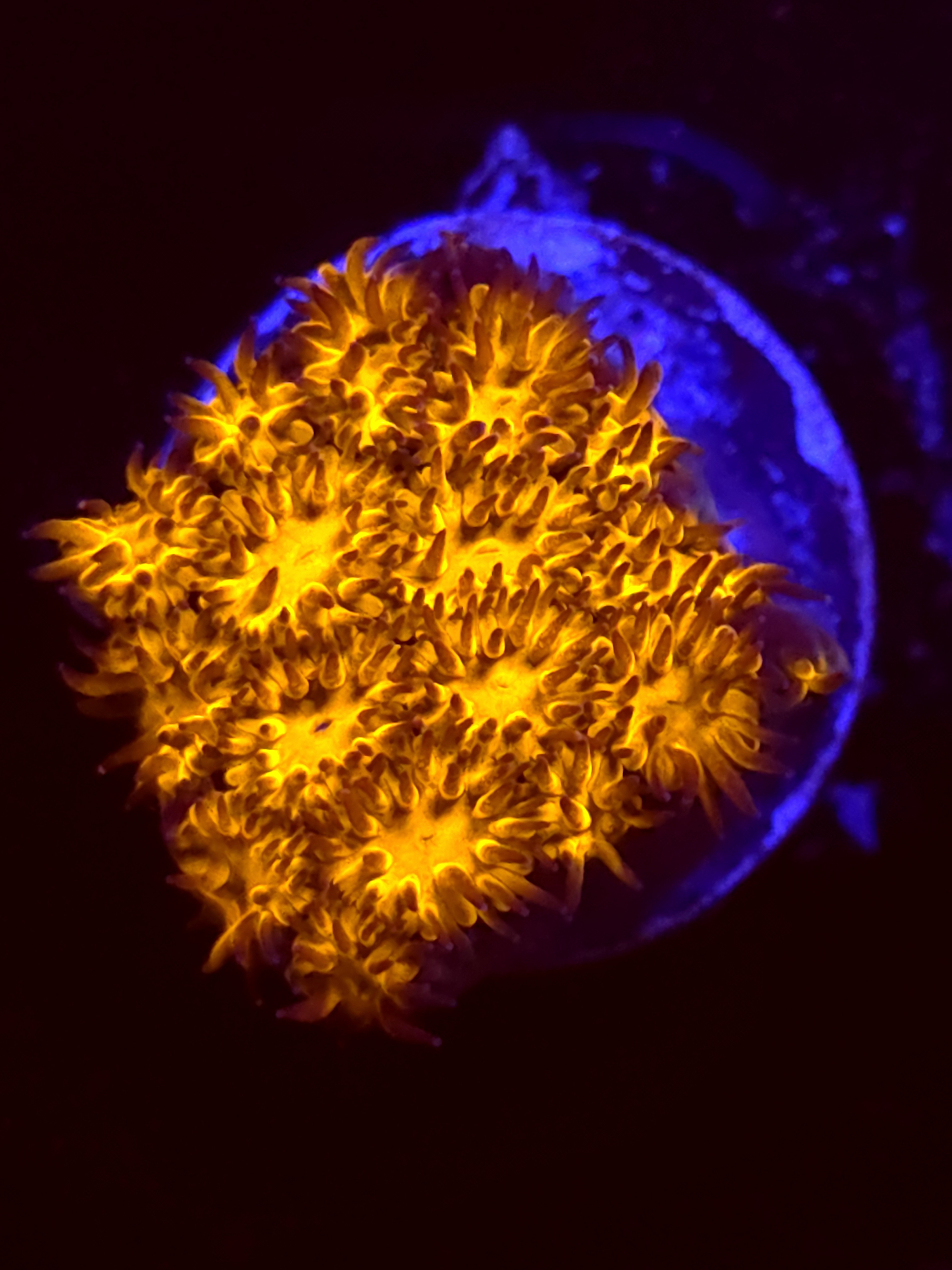 SBB "Mystery Signature" Lepto Medium