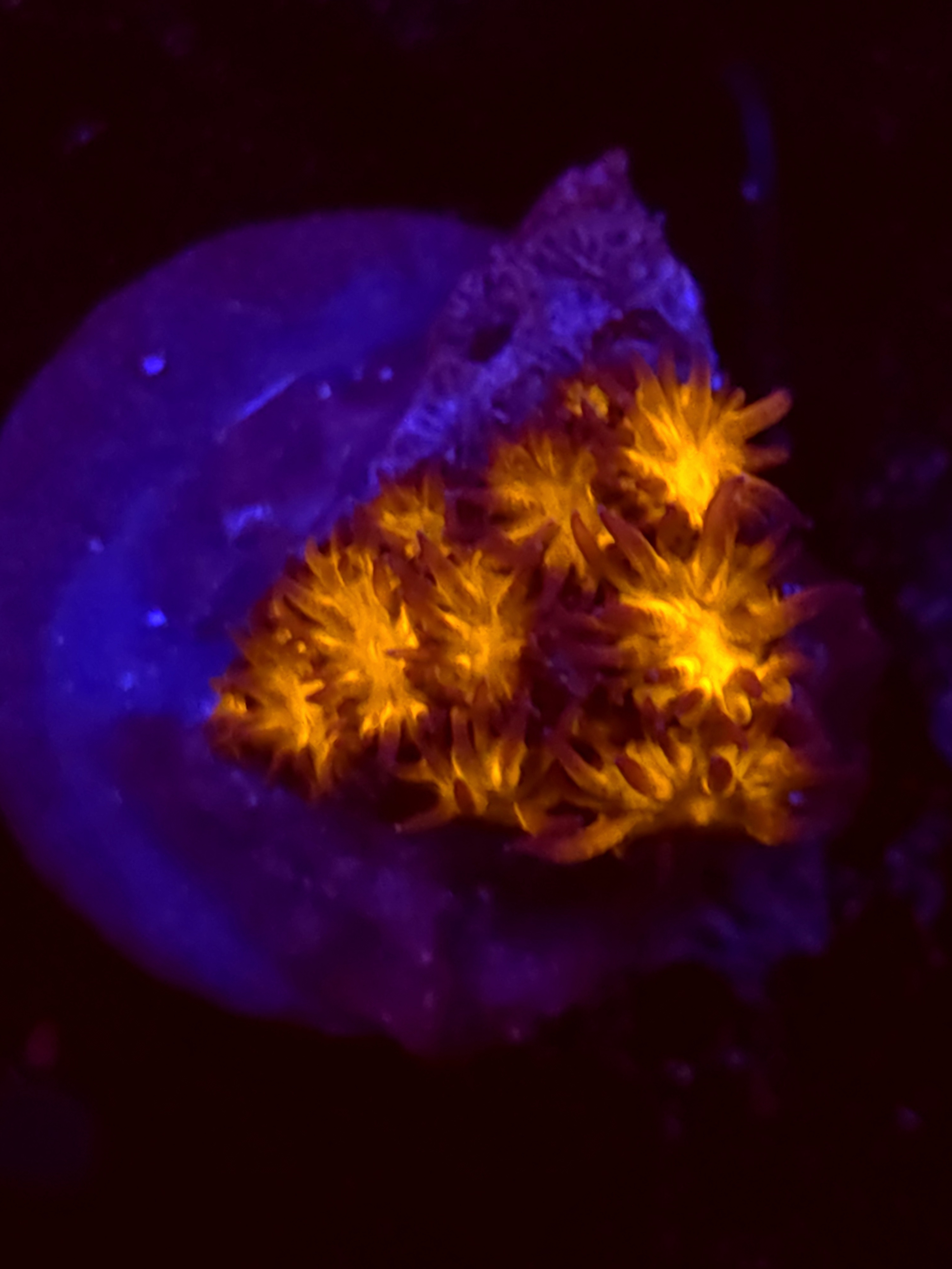 SBB "Golden Leopard" Lepto Small