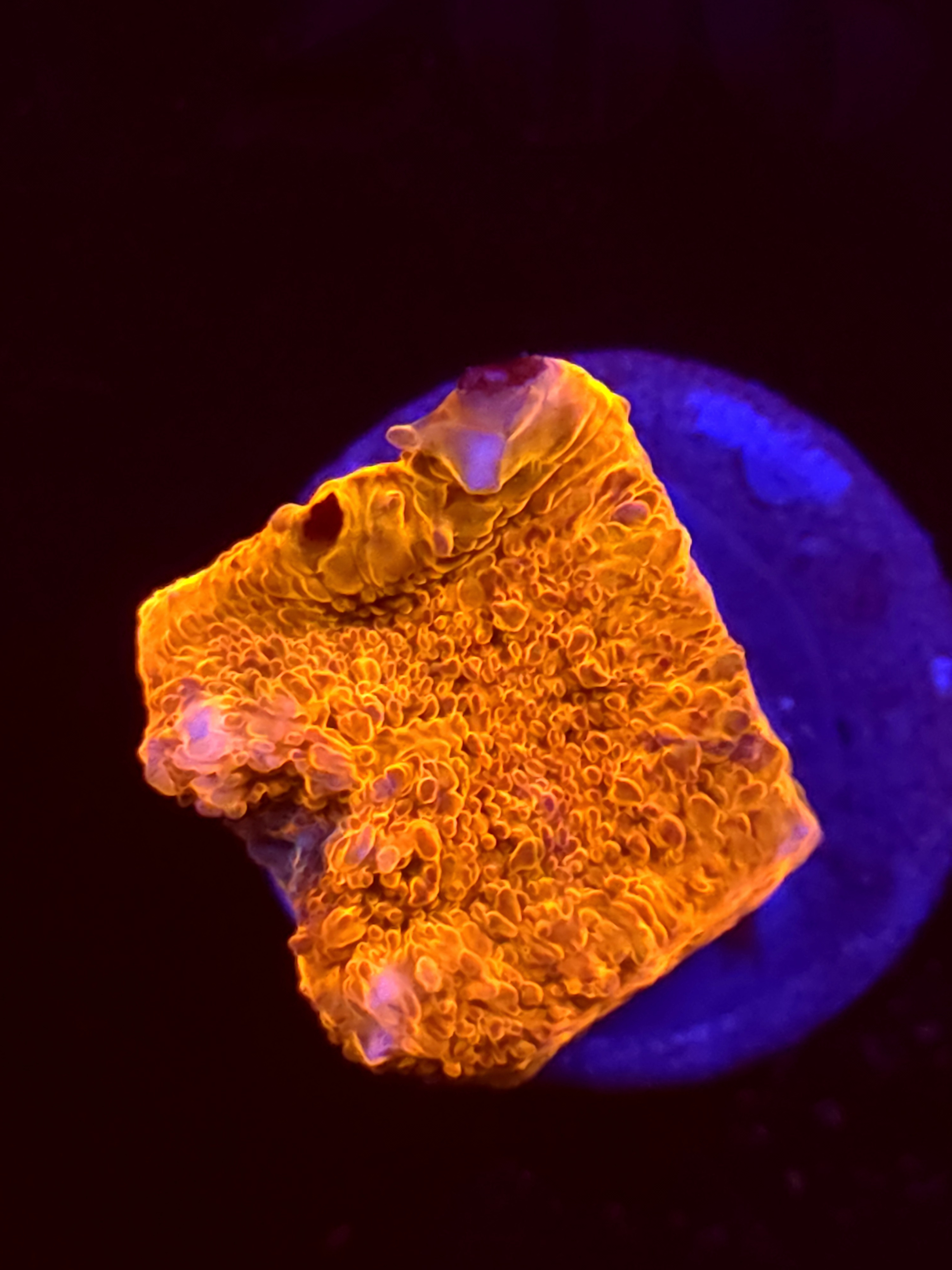 SBB "Pop Rocks" Encruster Medium