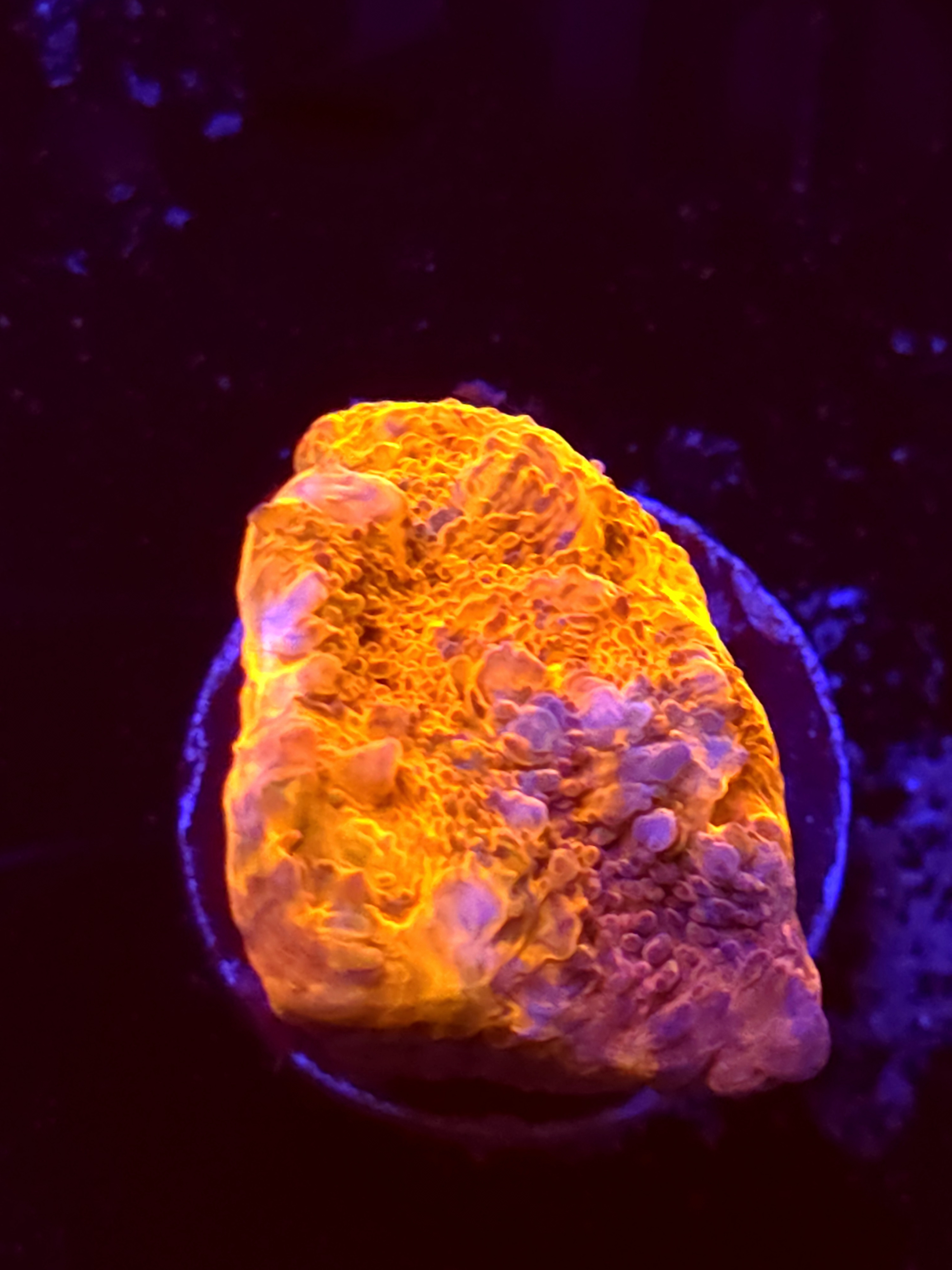 SBB "Pop Rocks" Encruster Medium