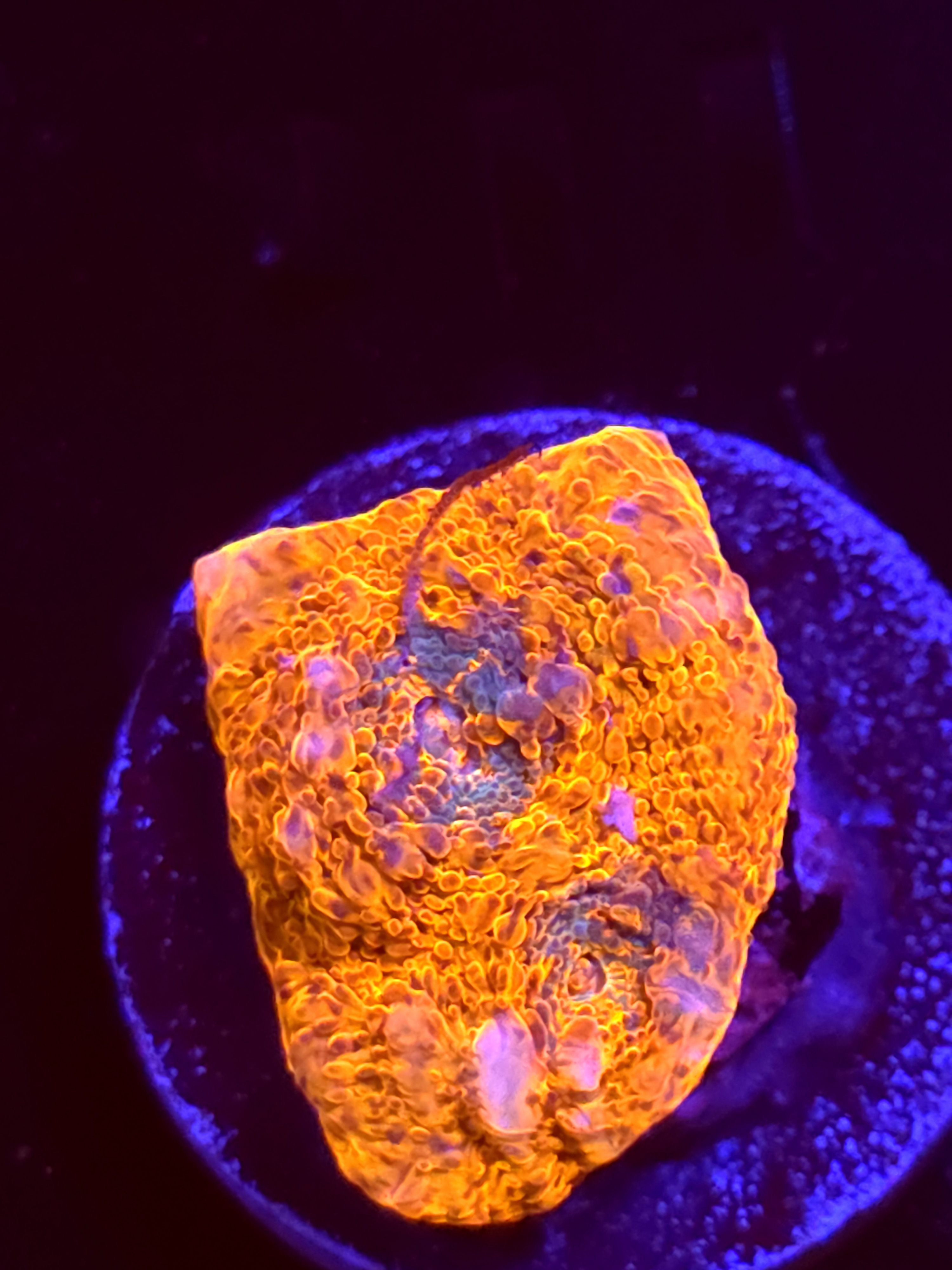 SBB "Pop Rocks" Encruster Large