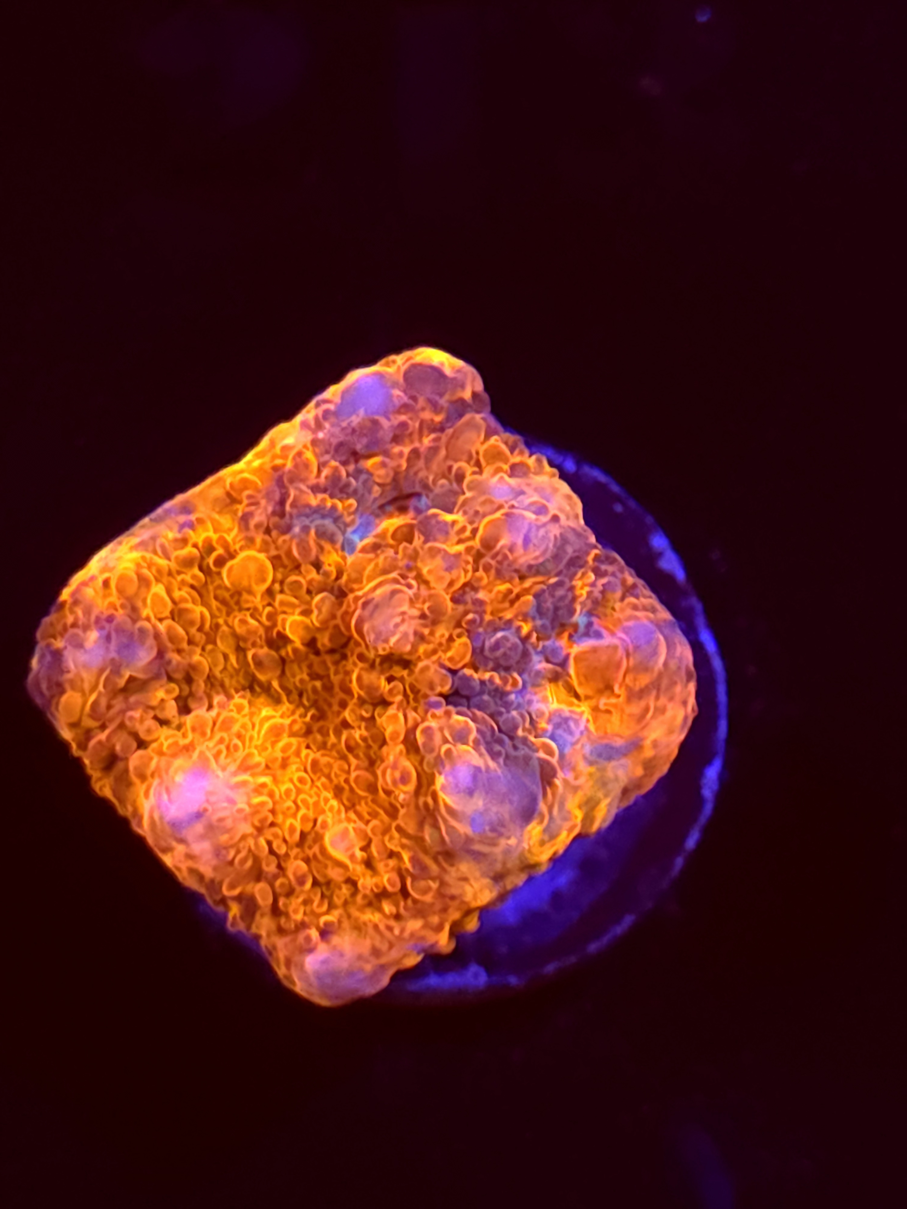 SBB "Pop Rocks" Encruster Medium