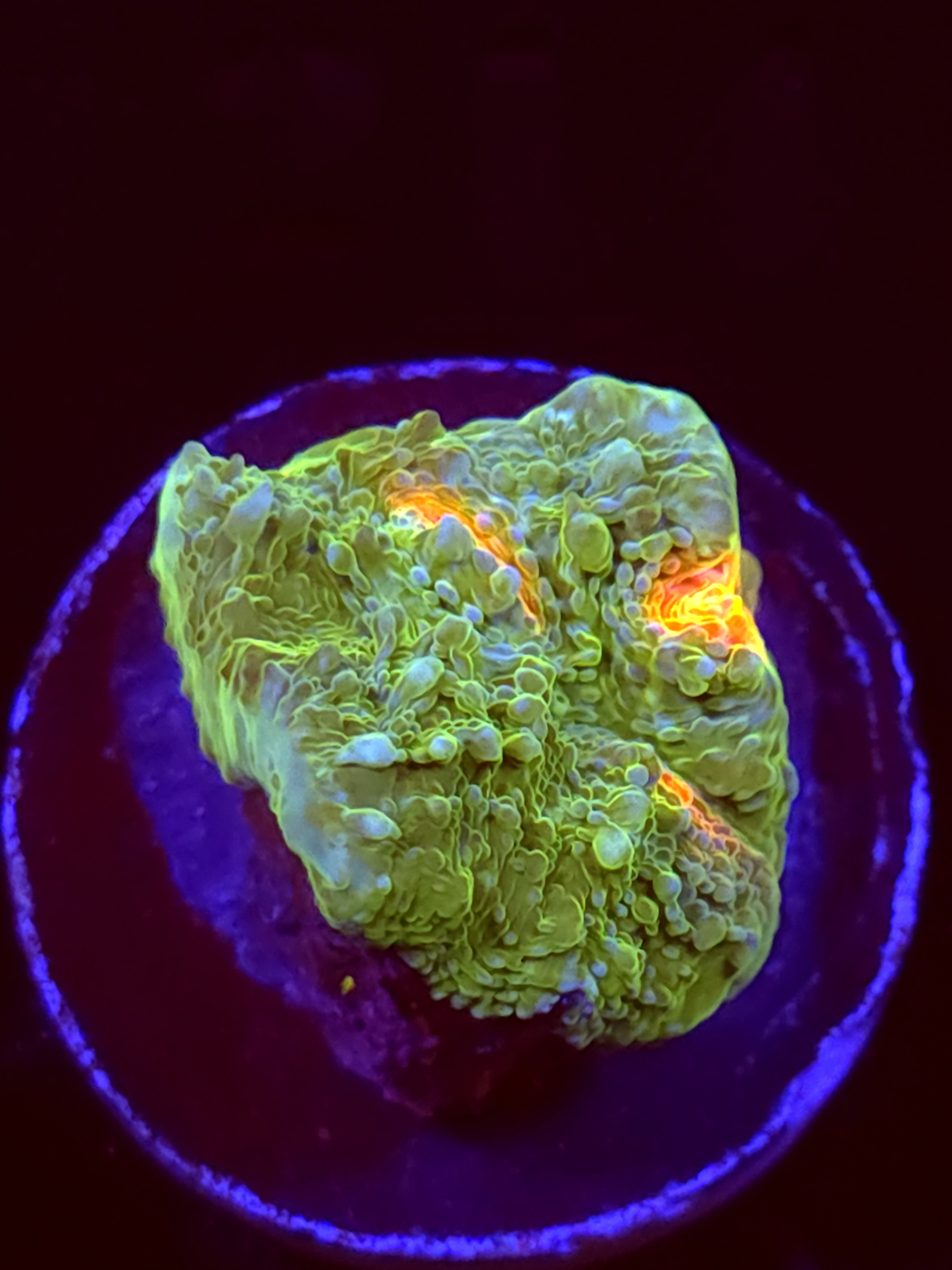 SBB "Pixie Mist" Encruster Large