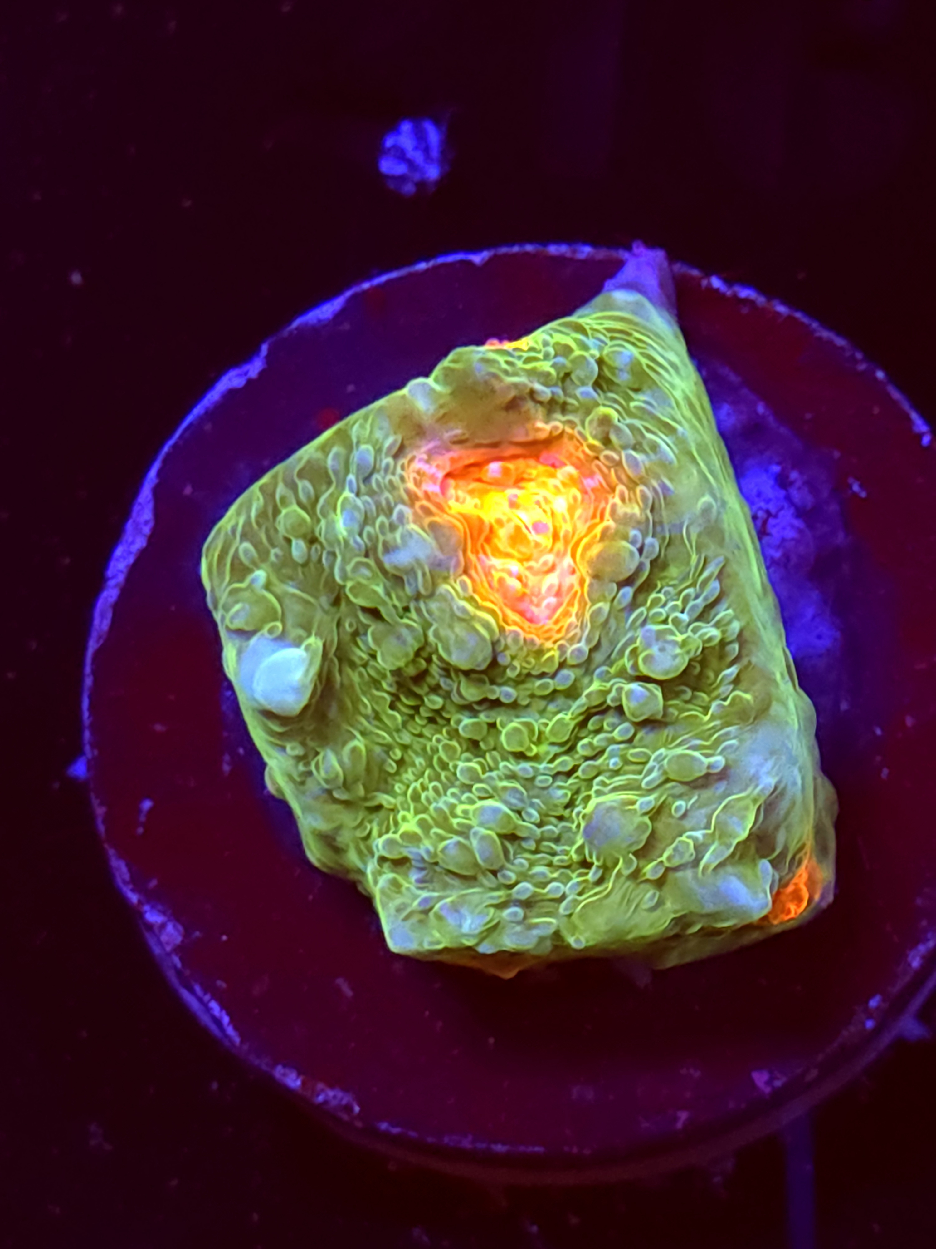 SBB "Pixie Mist" Encruster Medium